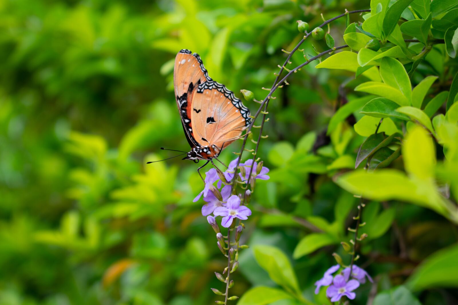 Nikon D3400 sample photo. Butterfly, nature, insect photography
