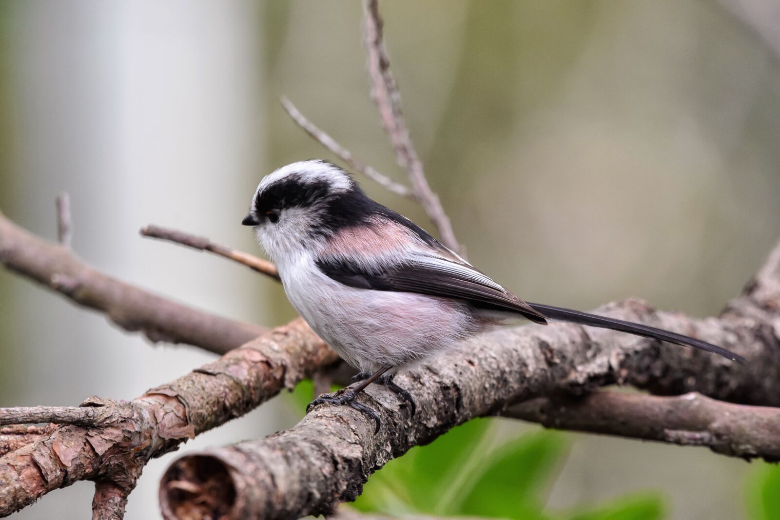 Nikon D7200 sample photo. Animal, forest, wood photography