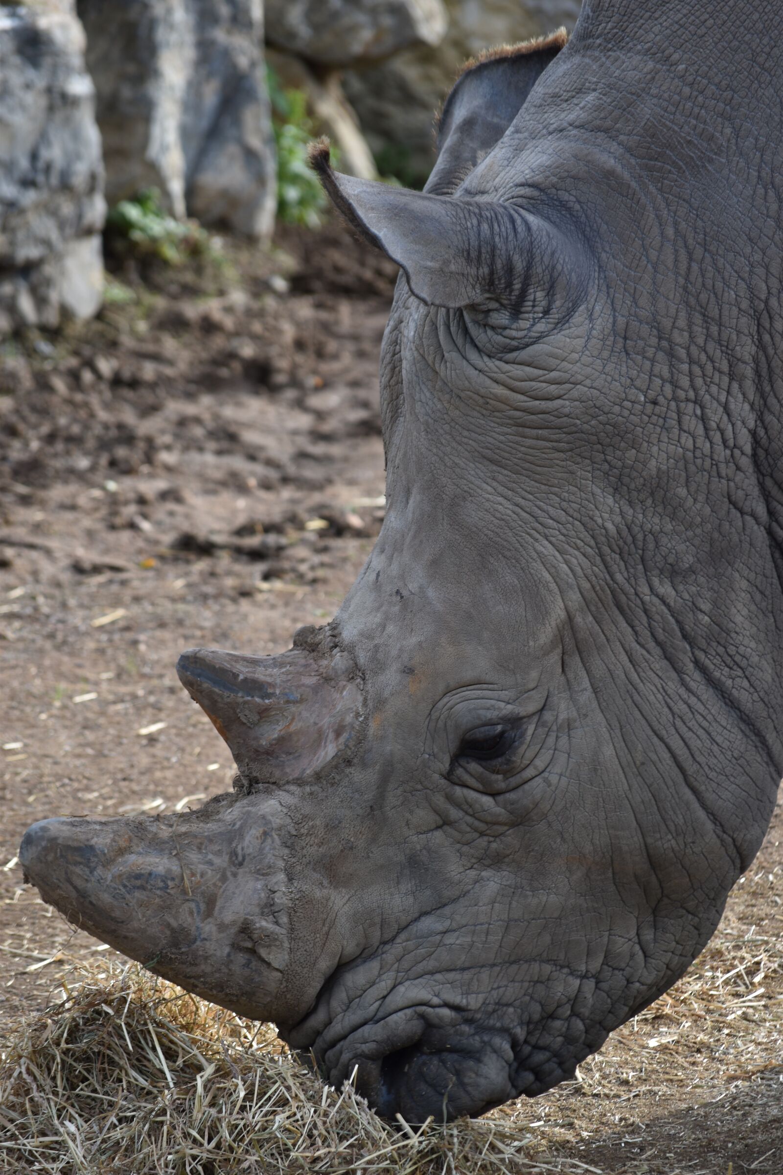 Nikon D5500 sample photo. Rhinoceros, horn, grey photography