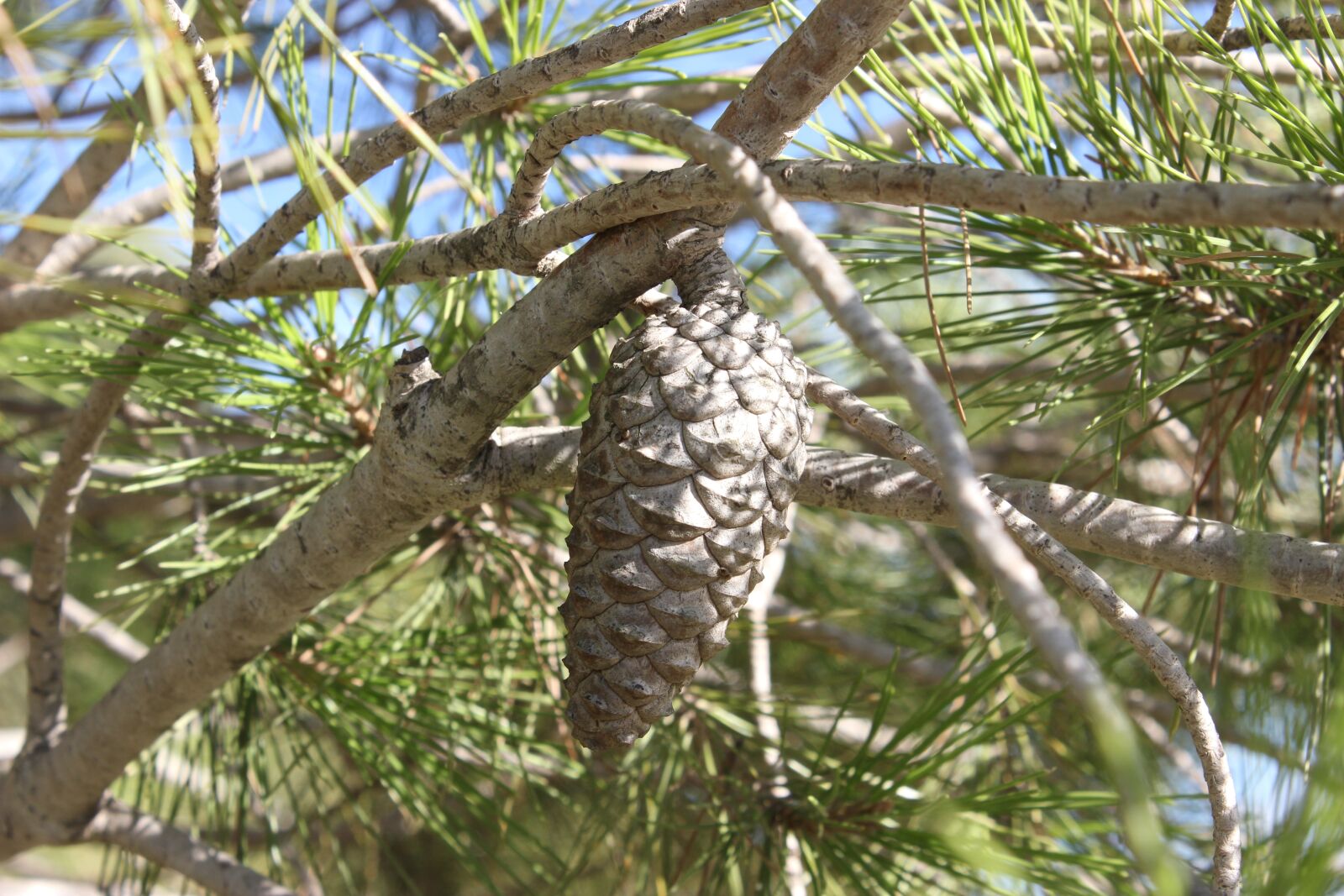 Canon EOS 600D (Rebel EOS T3i / EOS Kiss X5) sample photo. Pineapple, pine, seeds photography