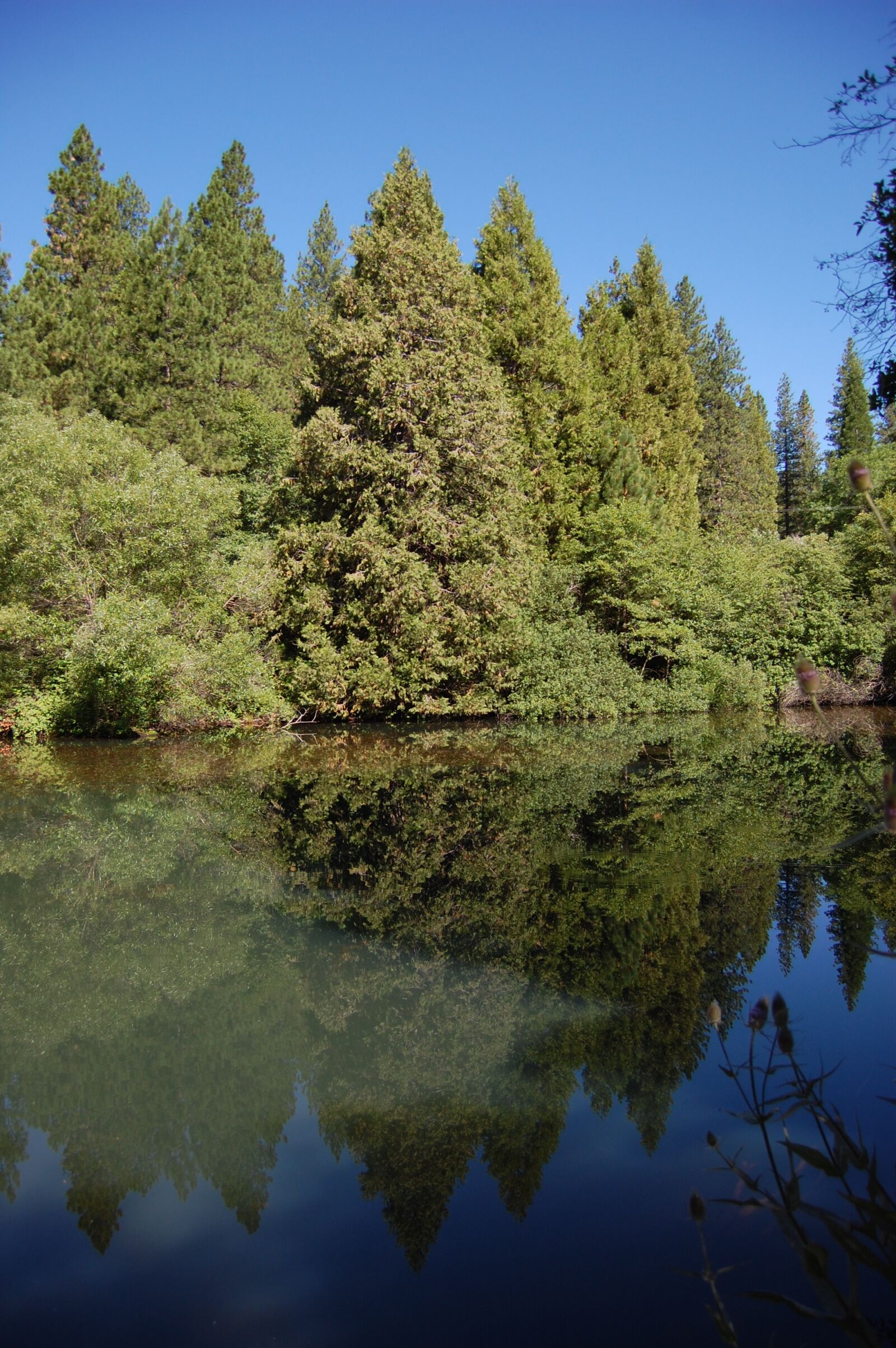 Nikon D40 sample photo. Lake, trees, reflection photography
