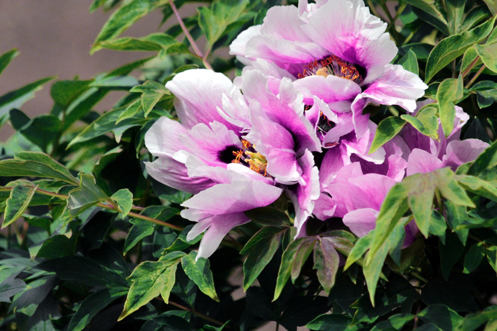 Canon EOS 650D (EOS Rebel T4i / EOS Kiss X6i) sample photo. Peony, flowers, tree peony photography