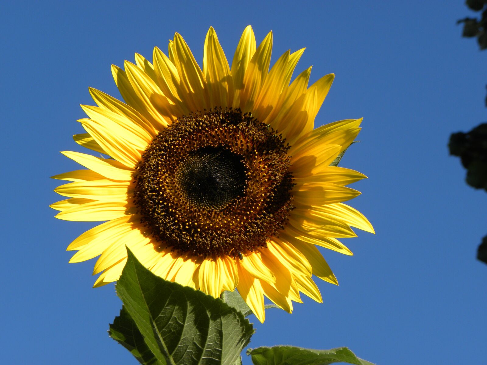 Nikon Coolpix P90 sample photo. Sunflower, sky, open photography