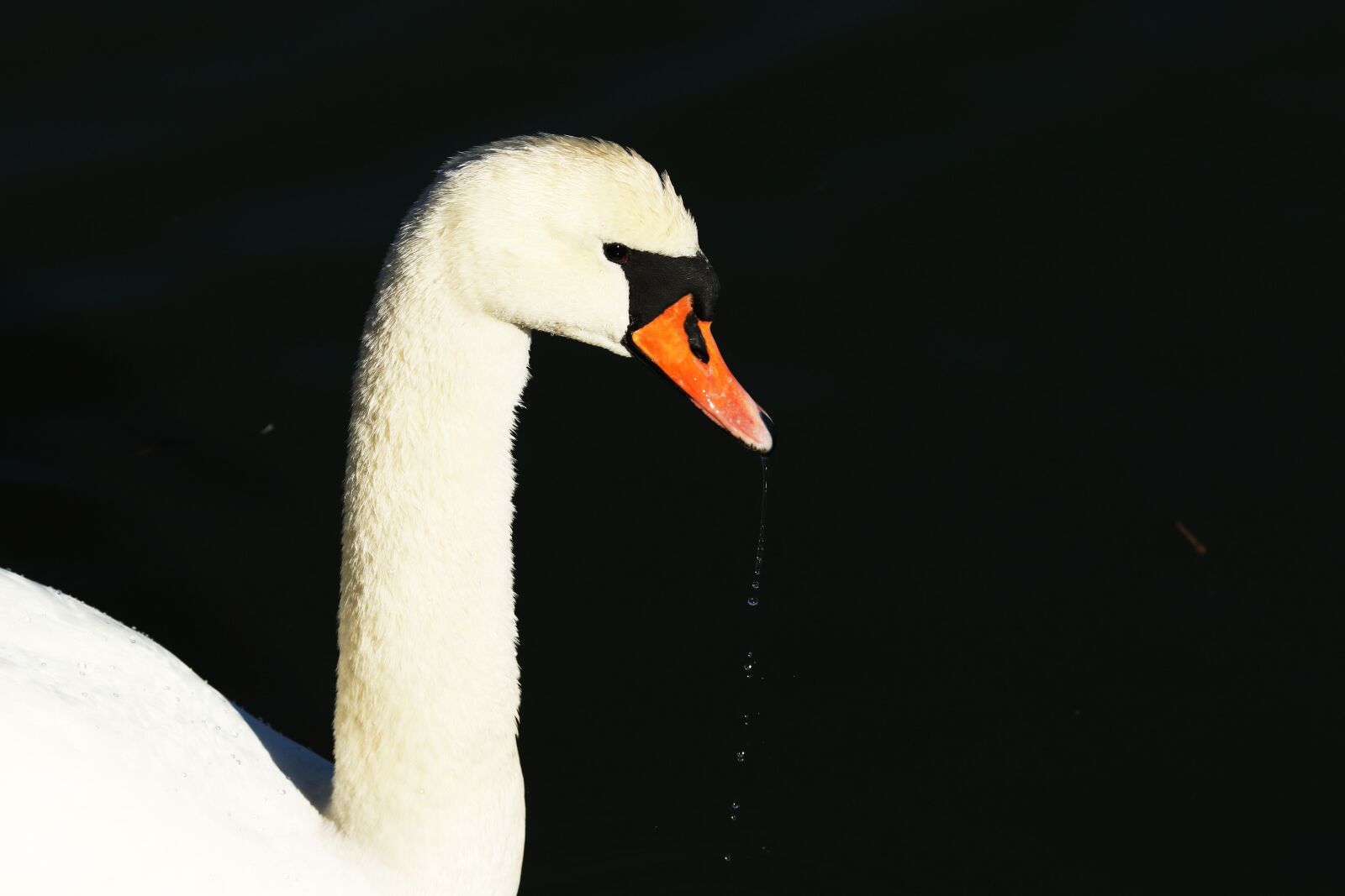 Canon EF 135mm F2L USM sample photo. Swan, water, drops photography
