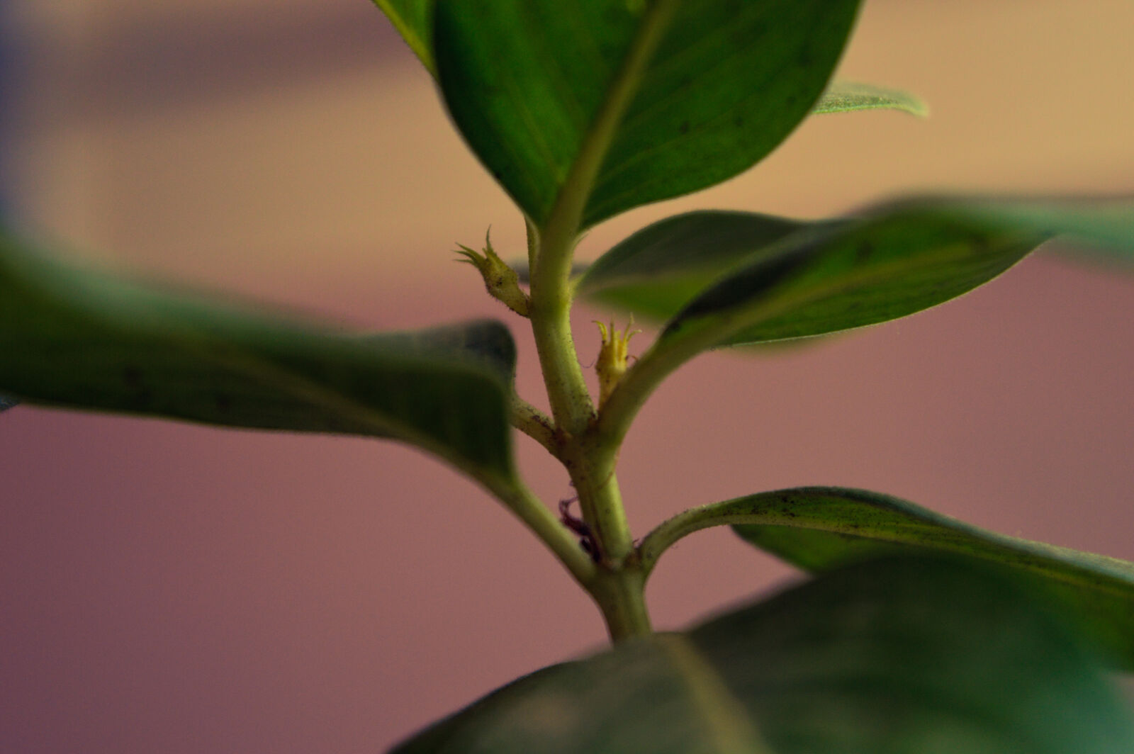Nikon D3200 sample photo
