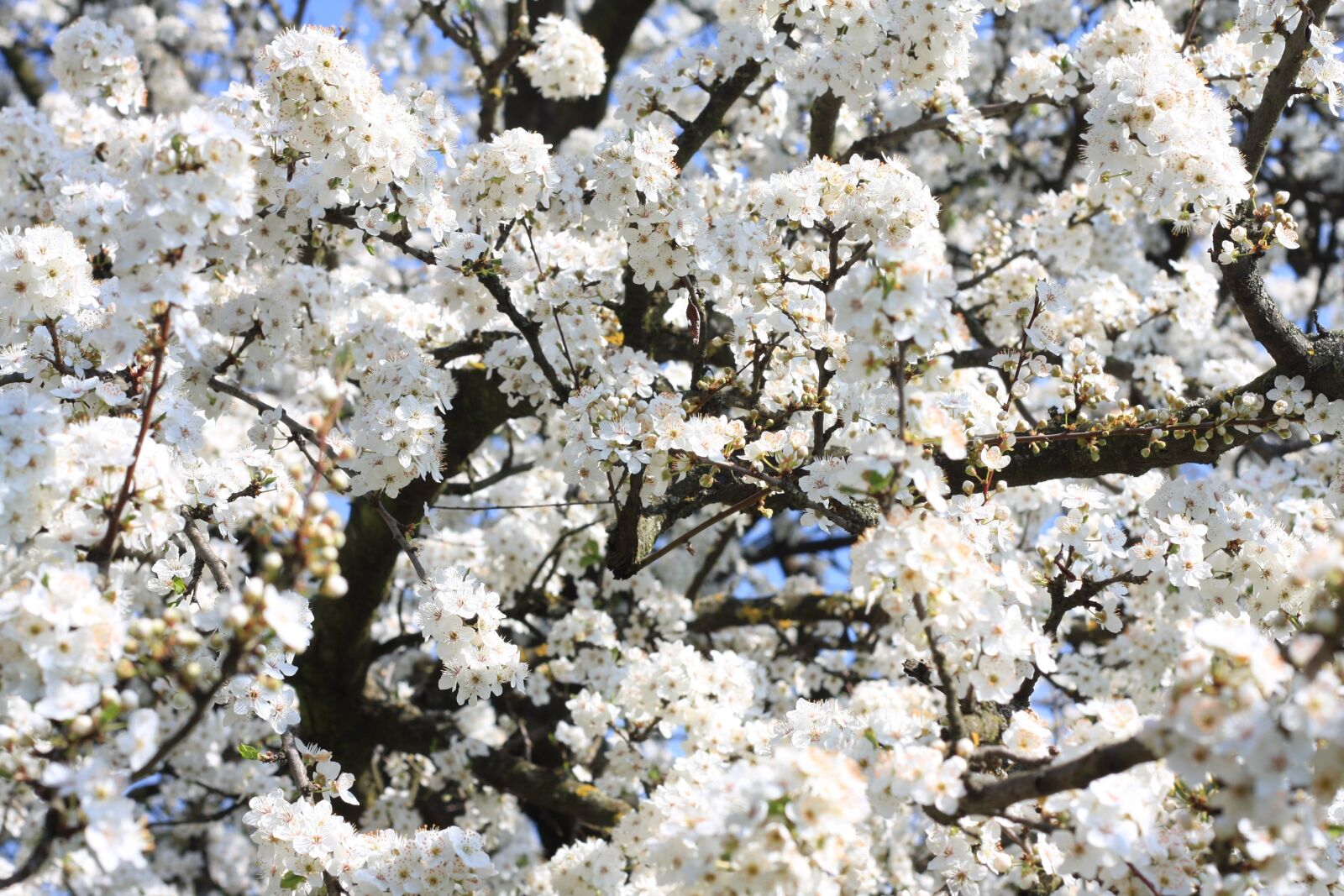 Canon EOS 40D sample photo. Flower, tree, nature photography