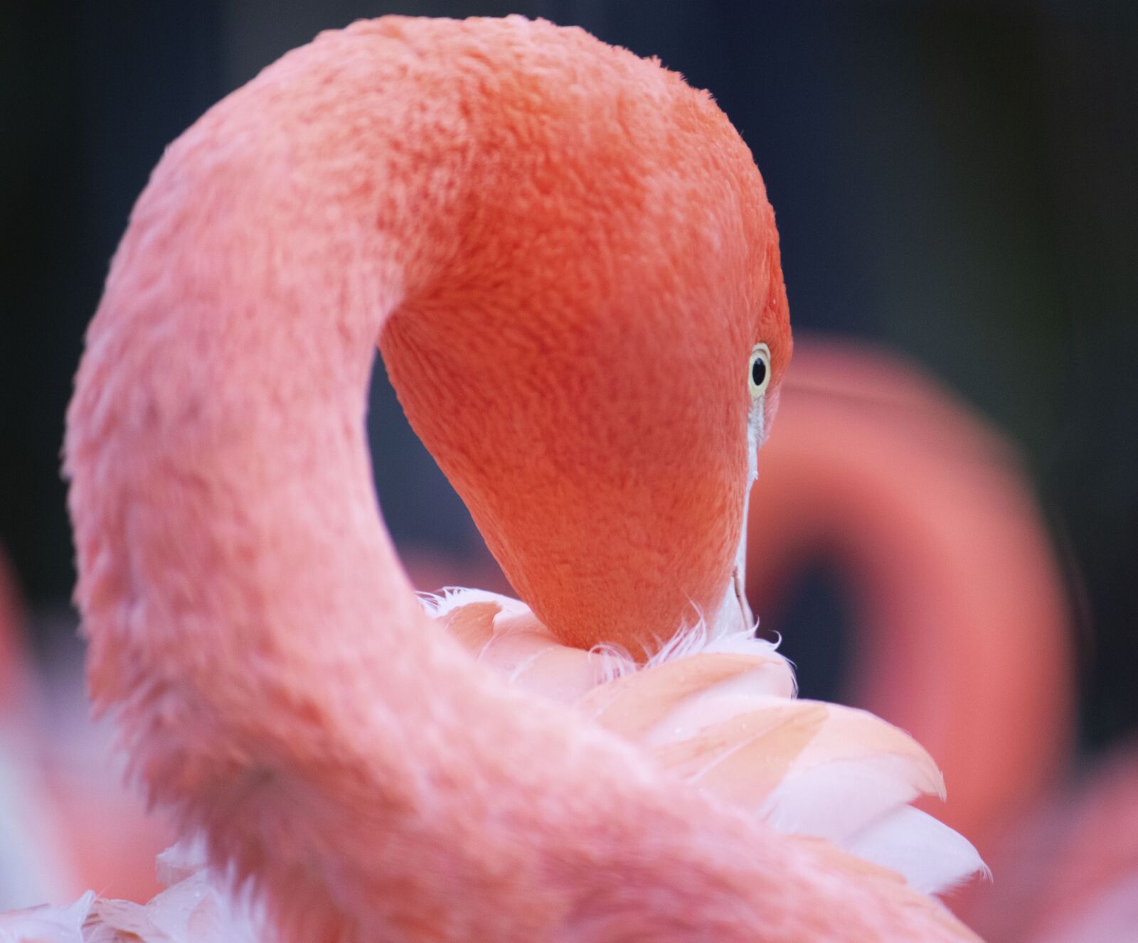 Canon EOS 80D + Canon EF-S 55-250mm F4-5.6 IS sample photo. Flamingo, pink, bird photography