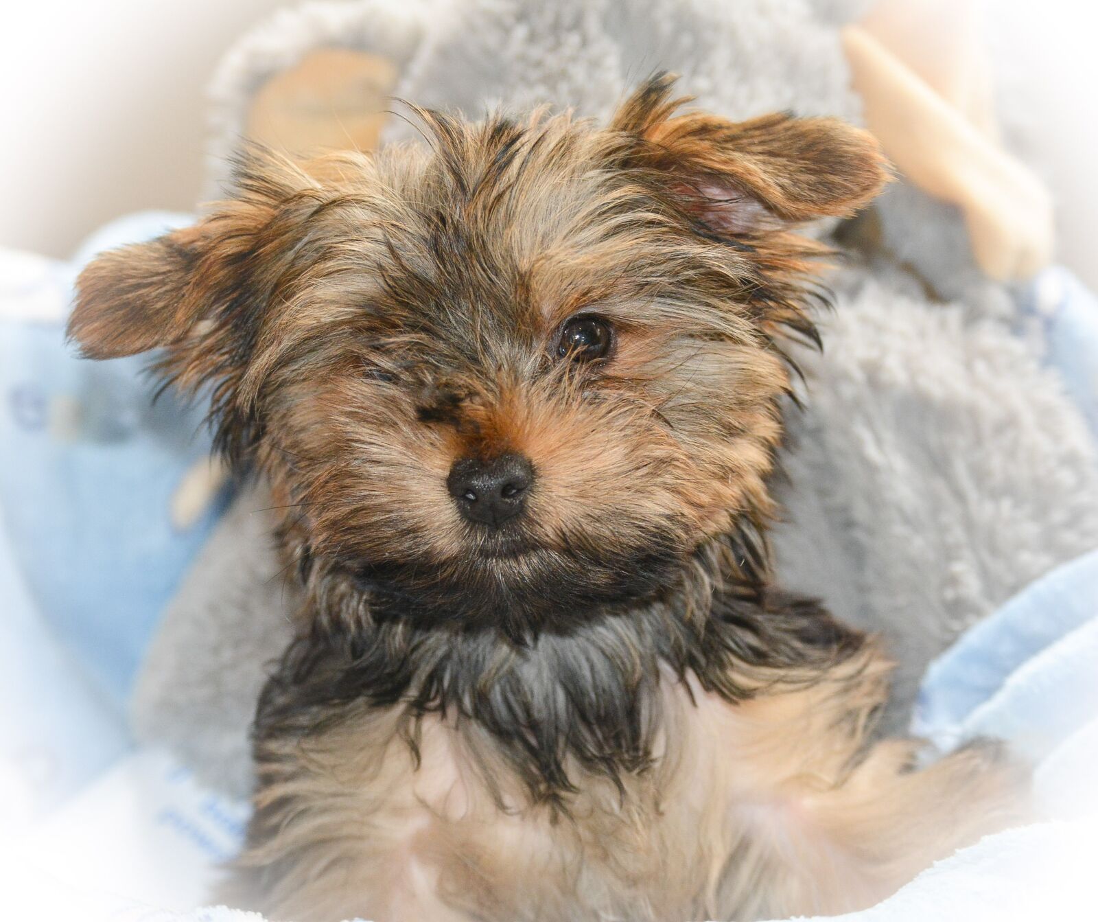 Nikon D5200 sample photo. Yorkie, cute, puppy love photography