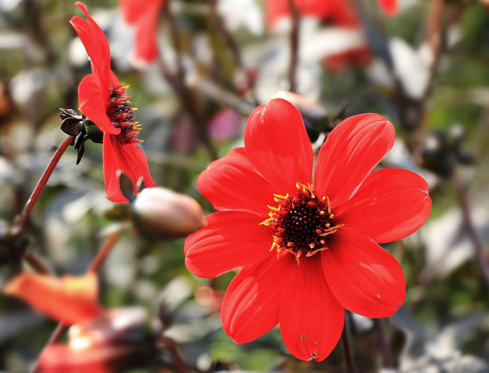 Canon EOS 550D (EOS Rebel T2i / EOS Kiss X4) sample photo. Red flower, garden, flora photography