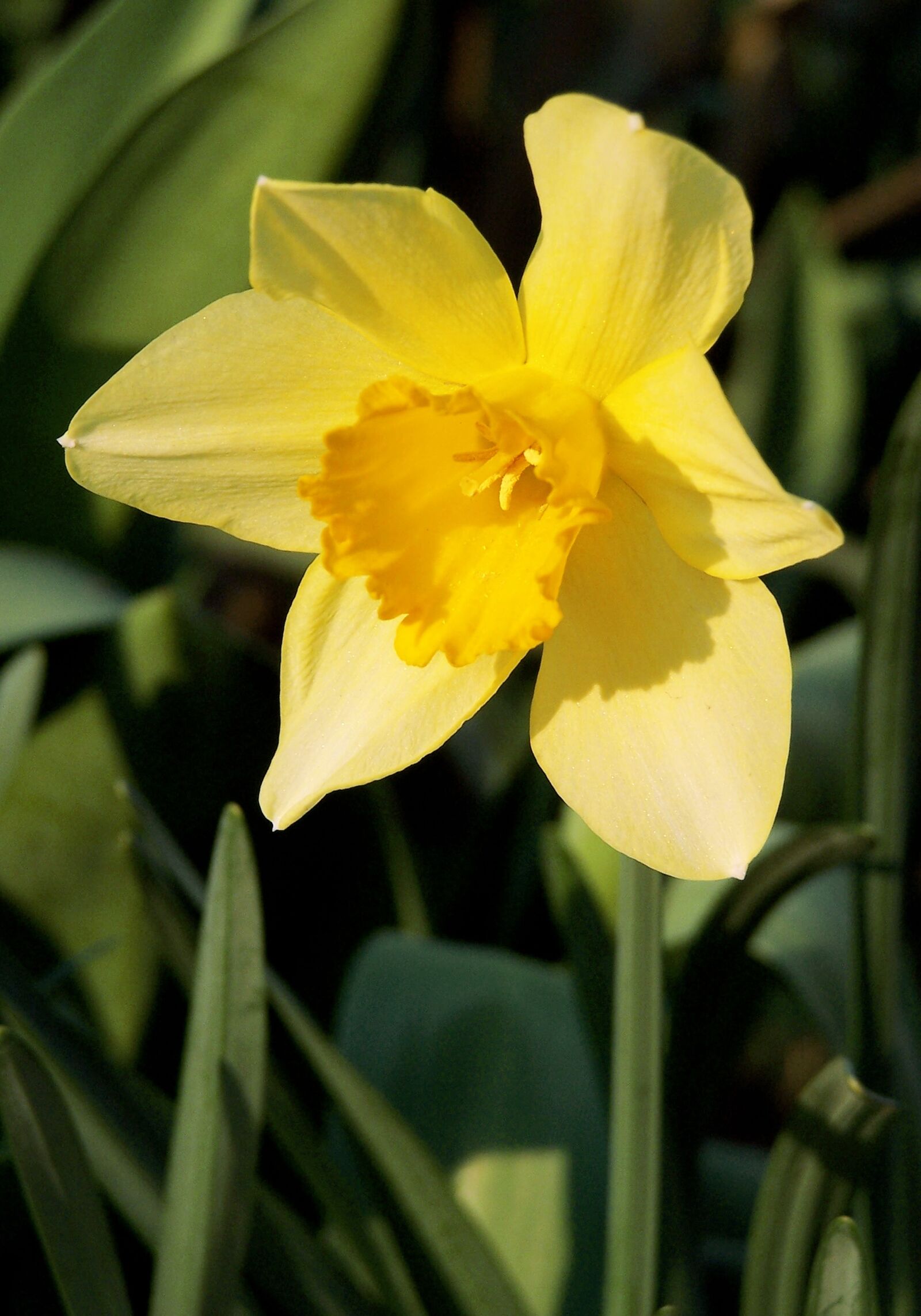 Kodak Z740 ZOOM DIGITAL CAMERA sample photo. Daffodil, yellow, spring photography