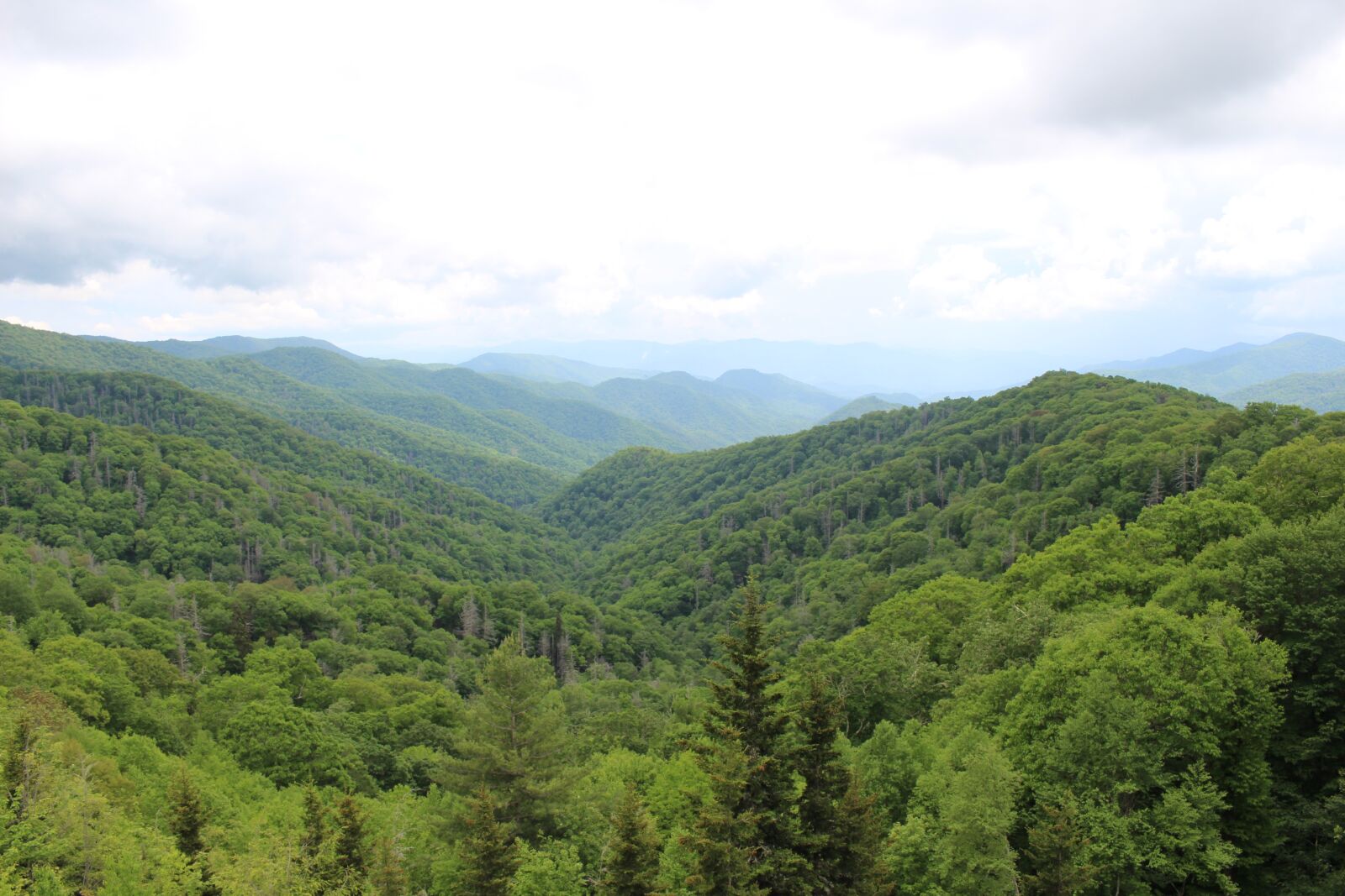 Canon EOS 700D (EOS Rebel T5i / EOS Kiss X7i) sample photo. Nature, tree, forest photography