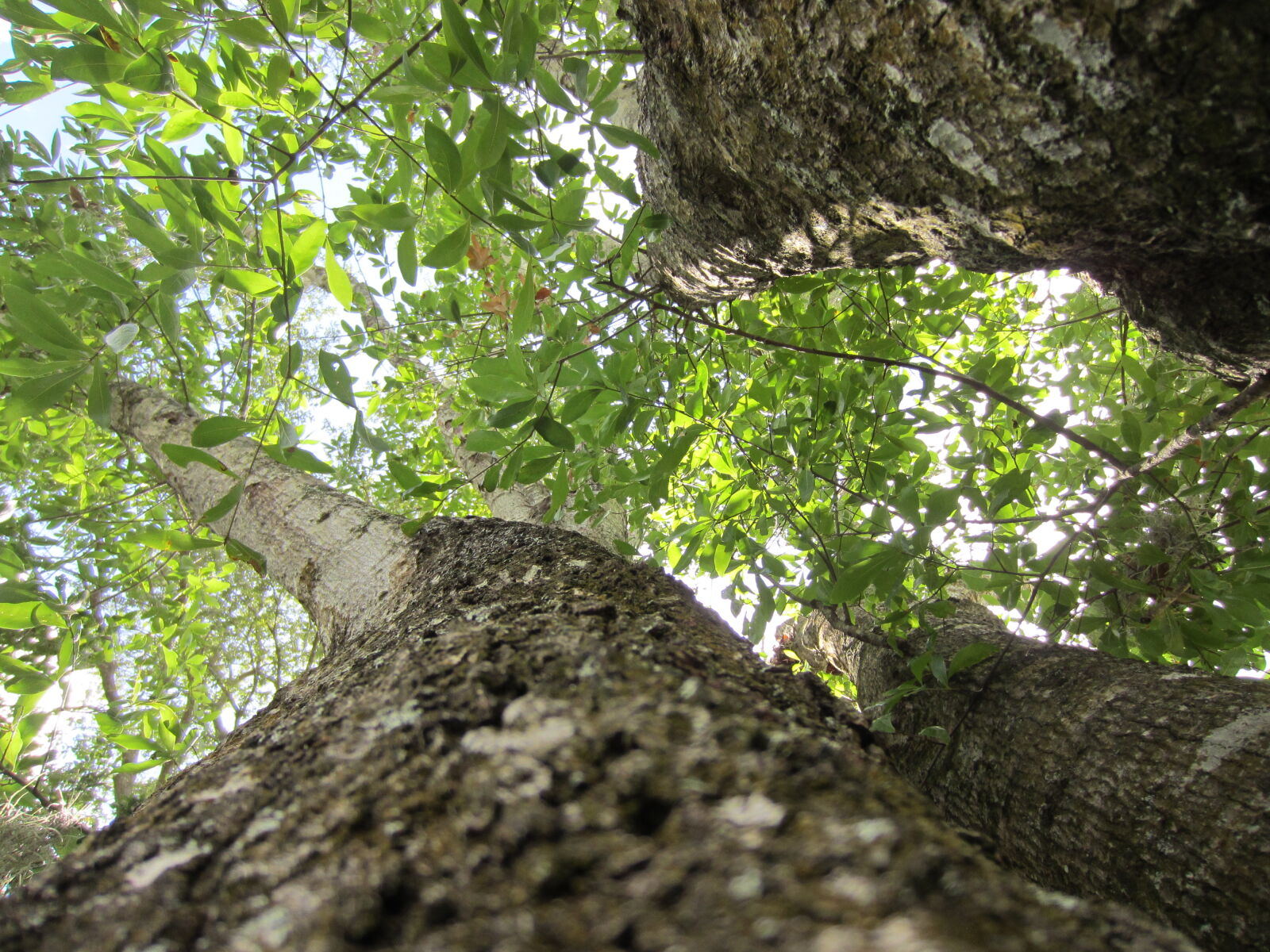 Canon PowerShot ELPH 300 HS (IXUS 220 HS / IXY 410F) sample photo. Albero, cima, top, tree photography
