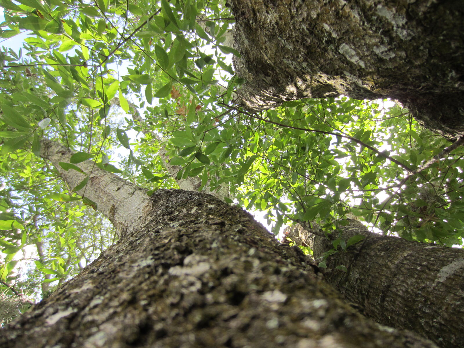 Canon PowerShot ELPH 300 HS (IXUS 220 HS / IXY 410F) sample photo. Albero, cima, top, tree photography