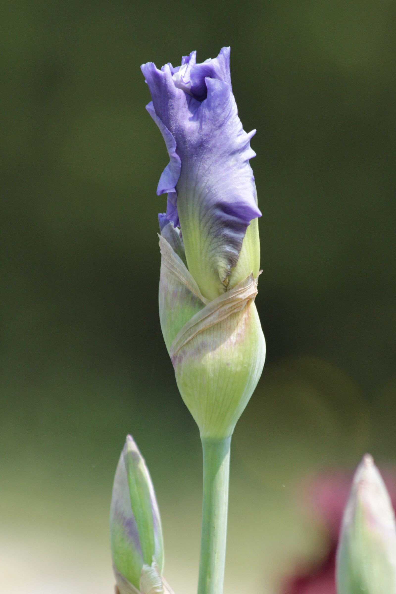 Canon EOS 650D (EOS Rebel T4i / EOS Kiss X6i) sample photo. Bud, iris, flower photography