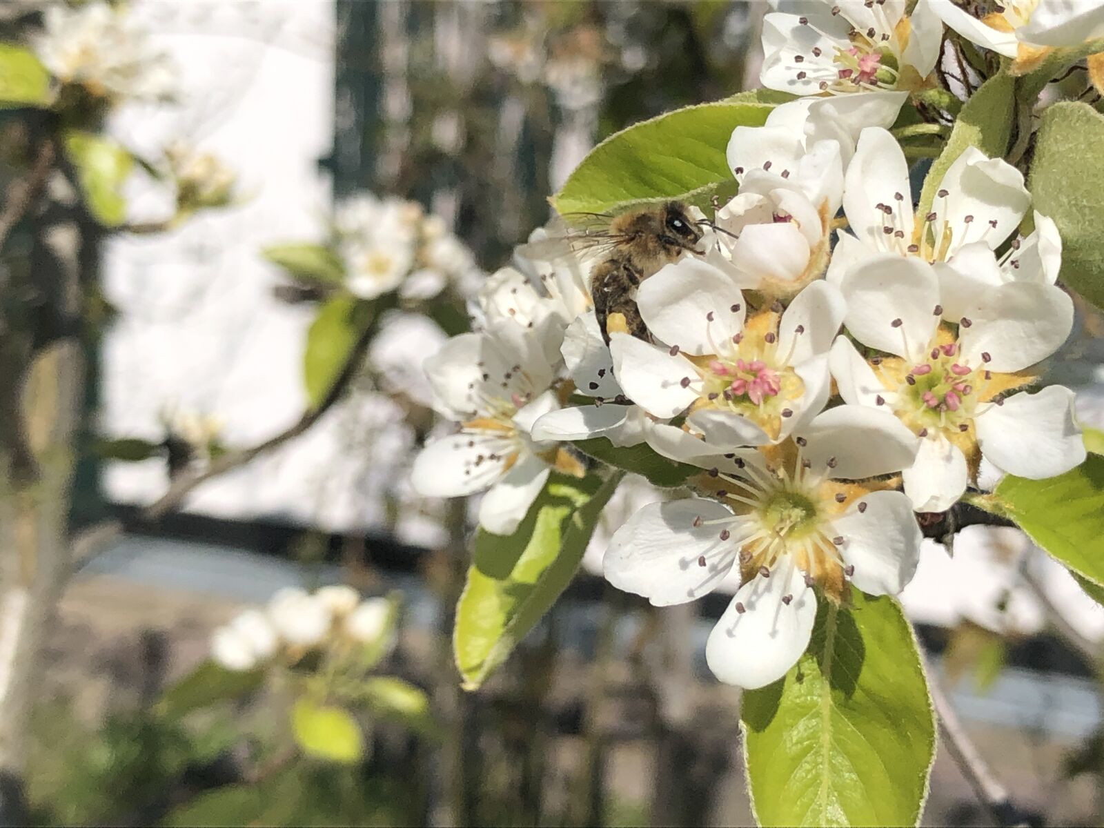 Apple iPhone 8 sample photo. Bee, blossom, insect photography