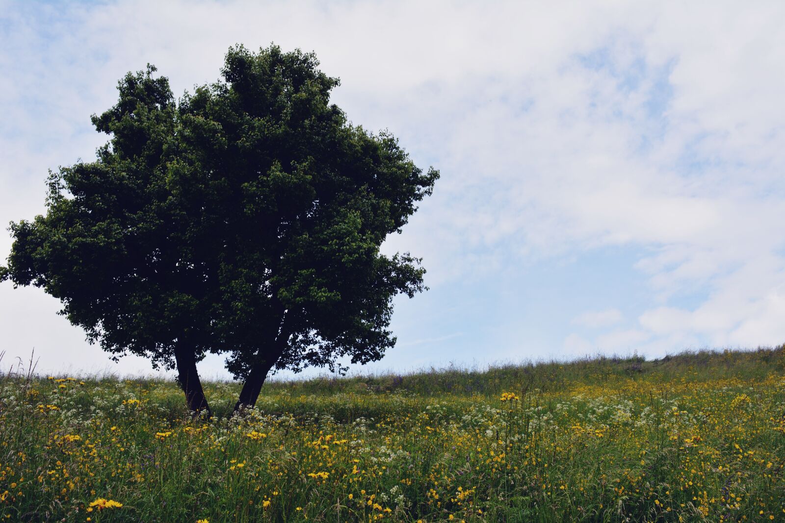 Nikon D5200 sample photo. Tree, meadow, flowers photography