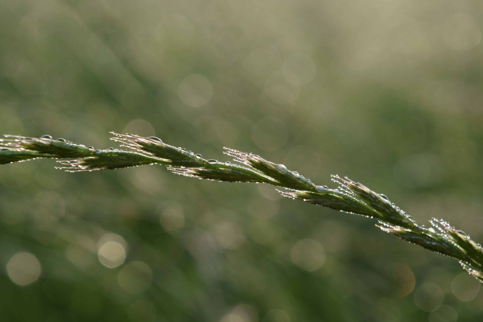Nikon D3300 sample photo. Dew, raindrop, nature, flora photography