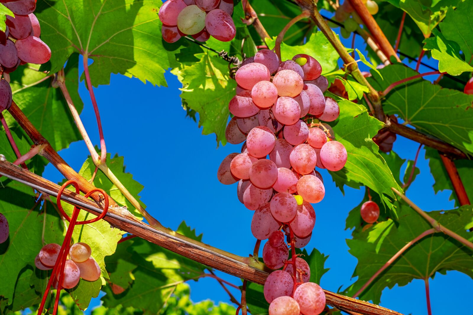 Fujifilm X-T10 + Fujifilm XF 35mm F1.4 R sample photo. Grapes, core-less precious table photography