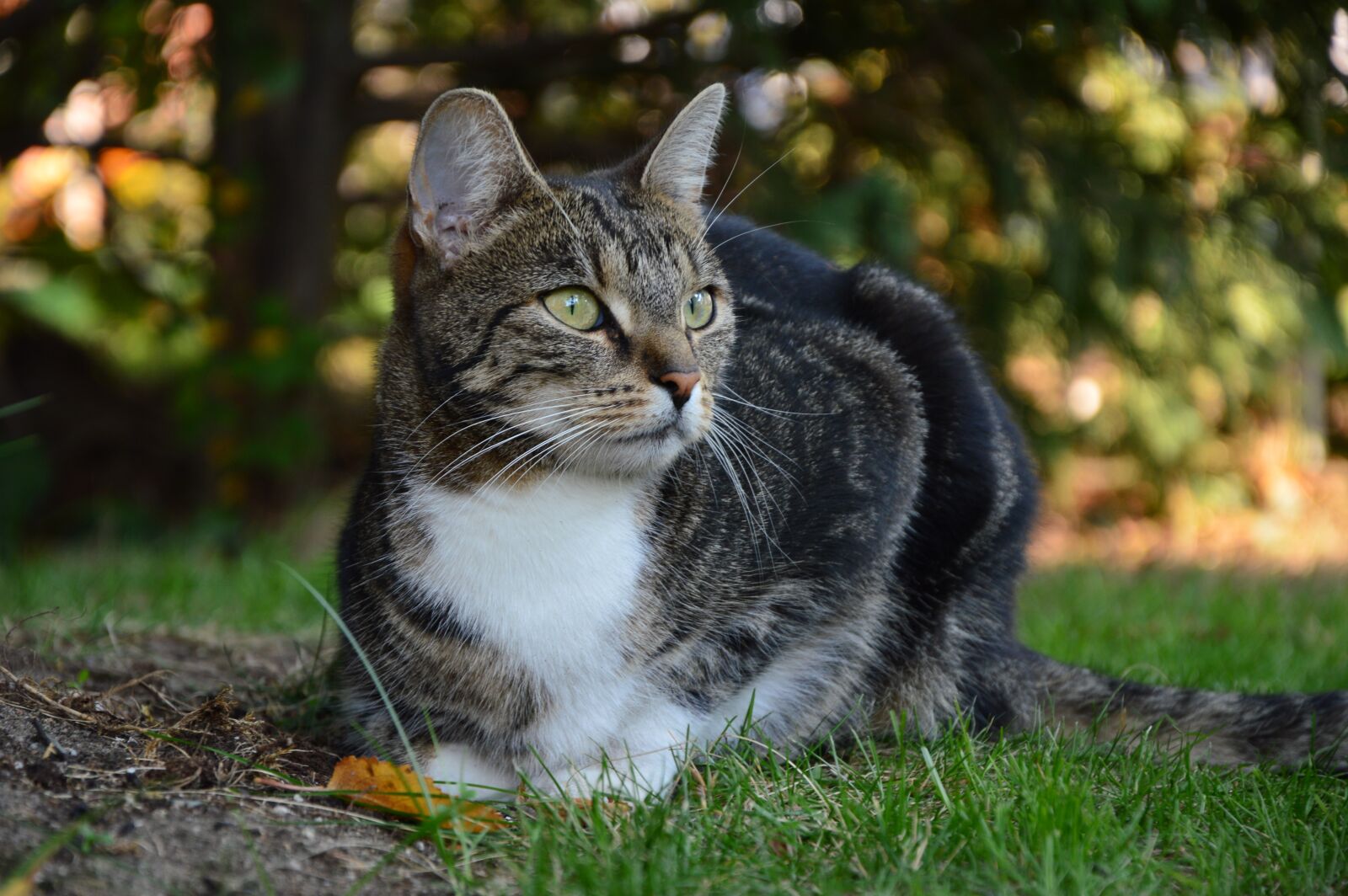 Nikon D3200 sample photo. Cat, kitten, animal photography
