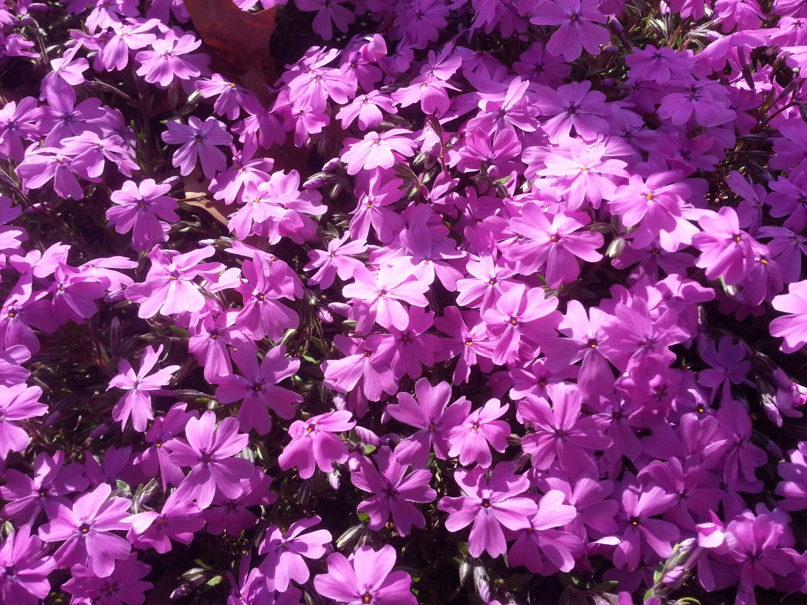 Samsung Galaxy S3 sample photo. Flower, purple flowers photography