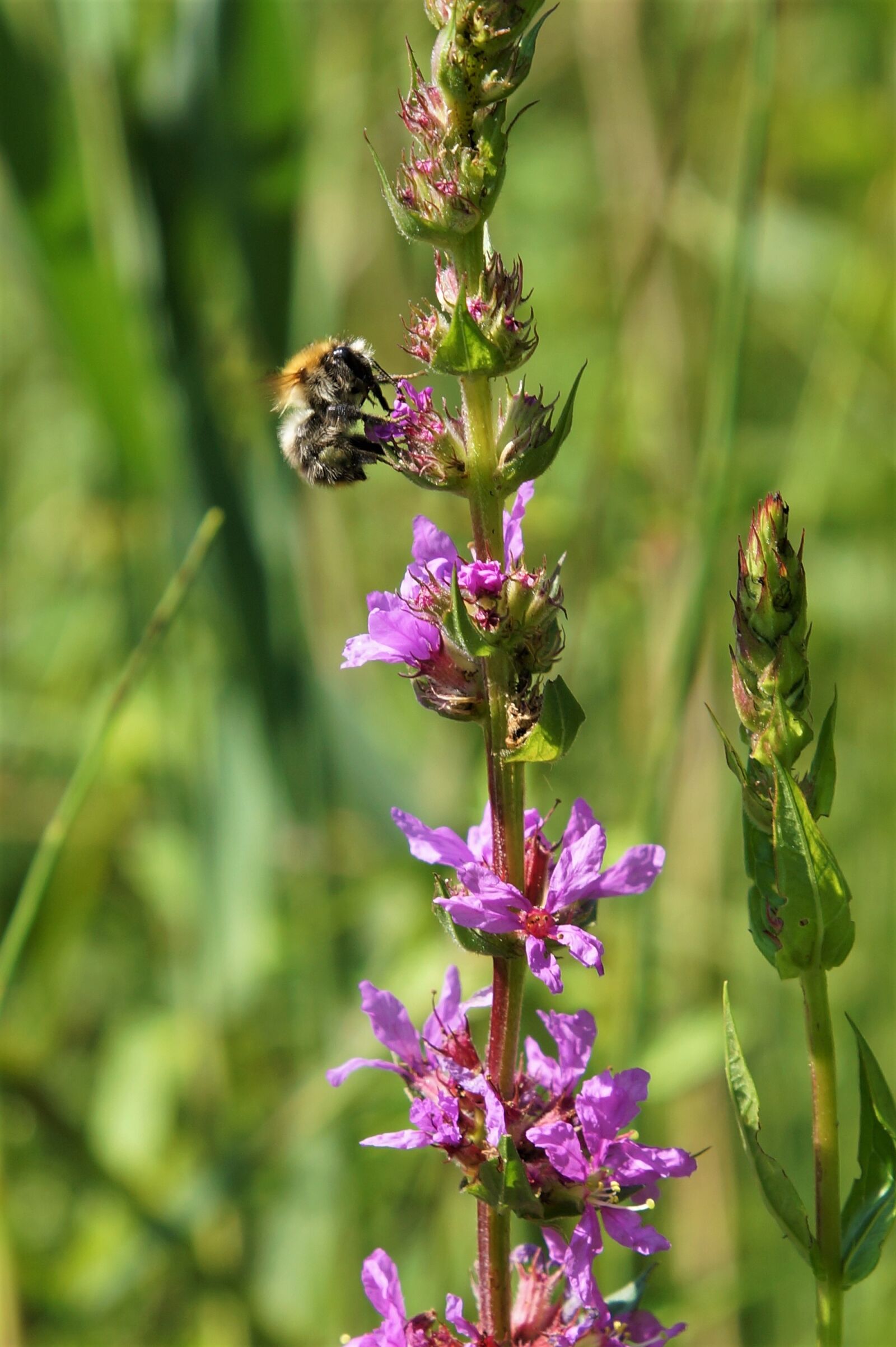 Sony SLT-A65 (SLT-A65V) + 24-70mm F2.8 sample photo. Hummel, flowers, insect photography