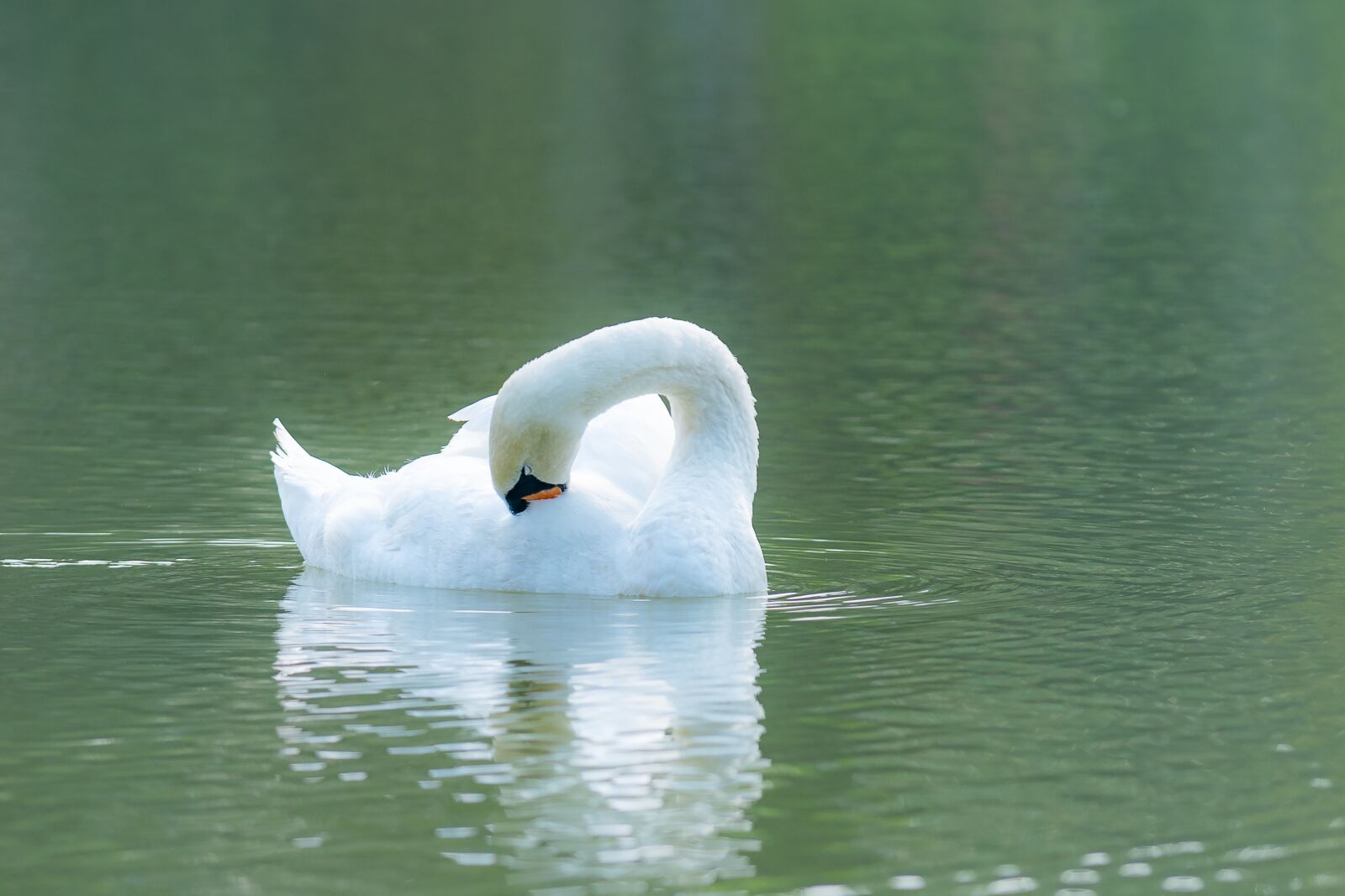 Nikon D810 sample photo. Swan, outdoor, water photography