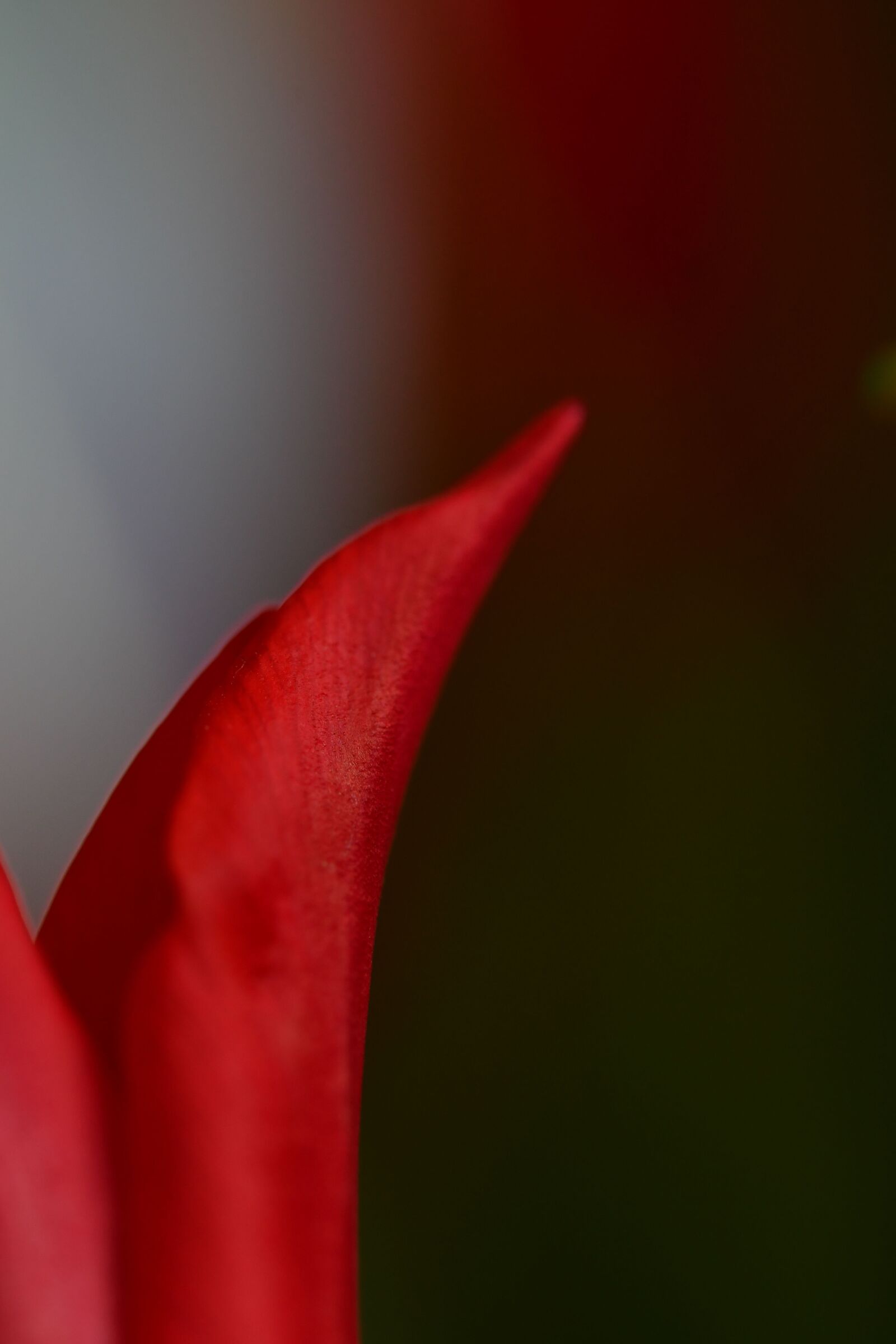 Nikon D500 sample photo. Red, tulip, spring photography