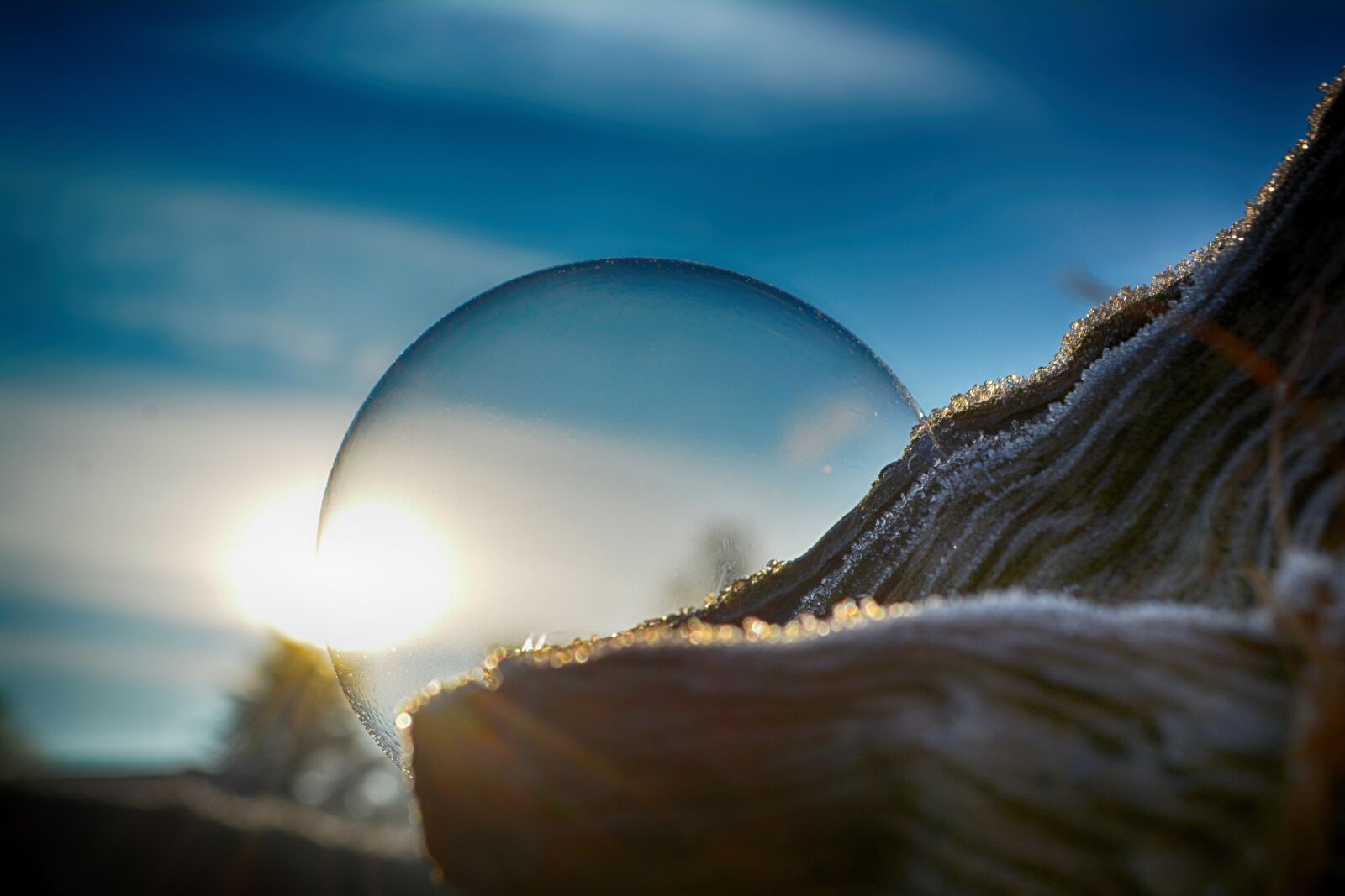 Nikon D5200 sample photo. Soap bubble, sun, tree photography