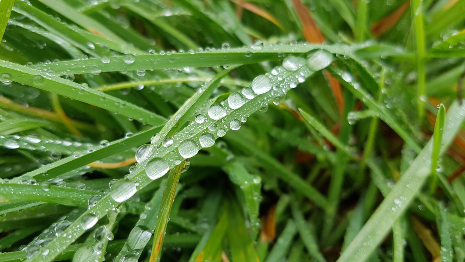 Samsung Galaxy S7 sample photo. Dew, pearl, rain photography