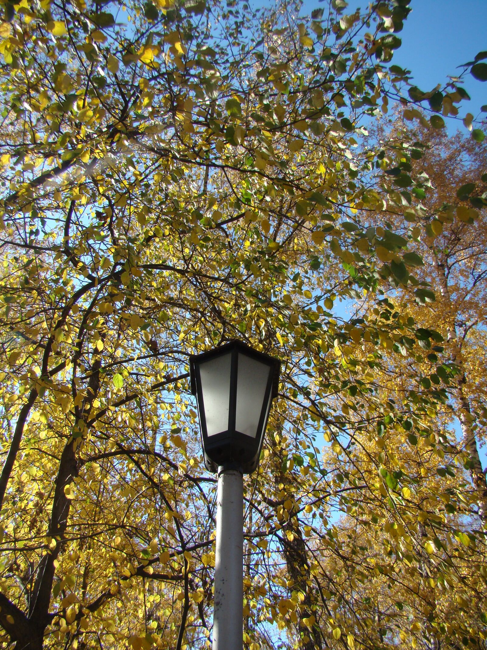 Sony DSC-H9 sample photo. Autumn, leaves, park photography