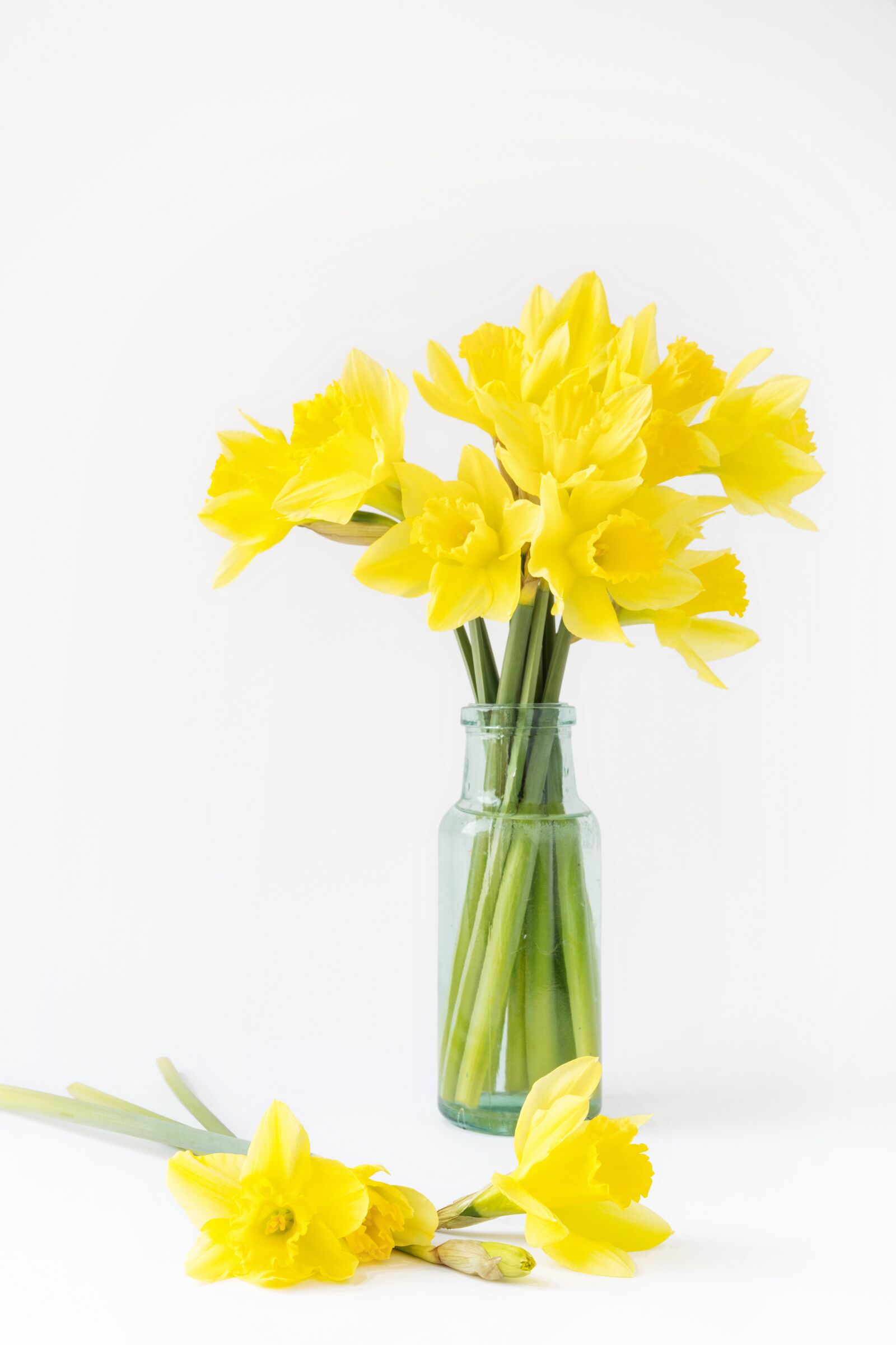 Canon EOS 5DS R sample photo. Yellow, followers, tulips photography