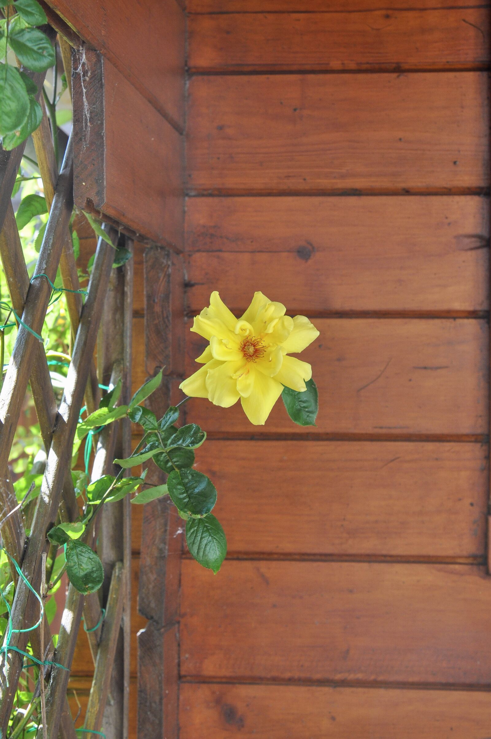 Nikon D90 sample photo. Rose, yellow, flower photography