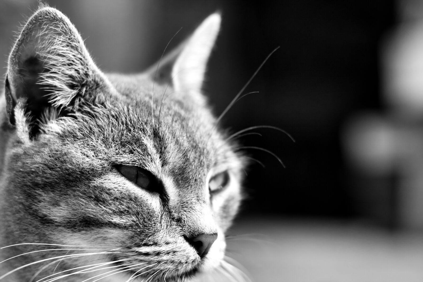 Canon EF 50mm F1.8 STM sample photo. Cat, malai, animal photography