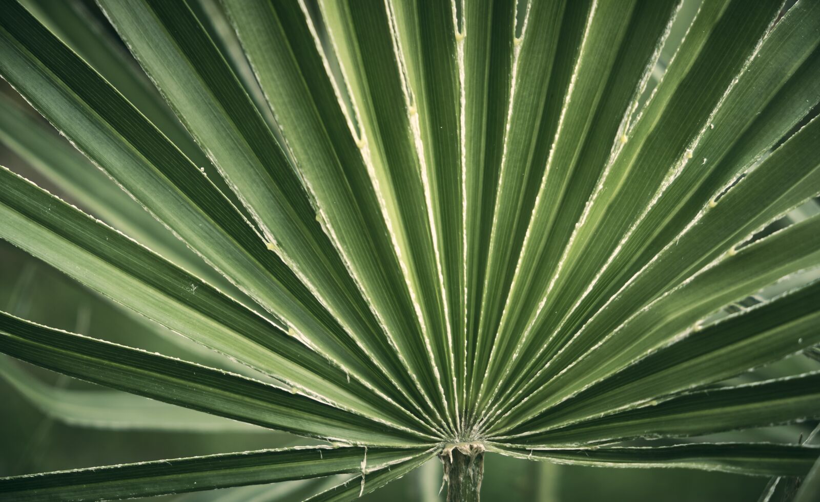 Fujifilm XF 18-55mm F2.8-4 R LM OIS sample photo. Palm, subjects, center photography