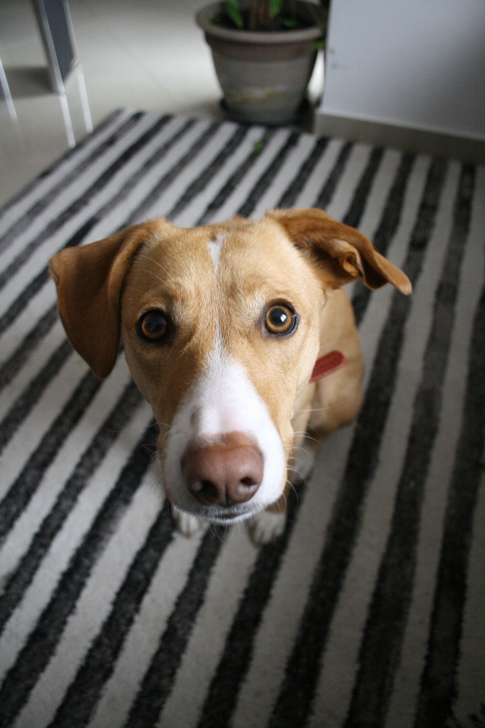 Canon EOS 400D (EOS Digital Rebel XTi / EOS Kiss Digital X) sample photo. Dog, quilty face, cute photography