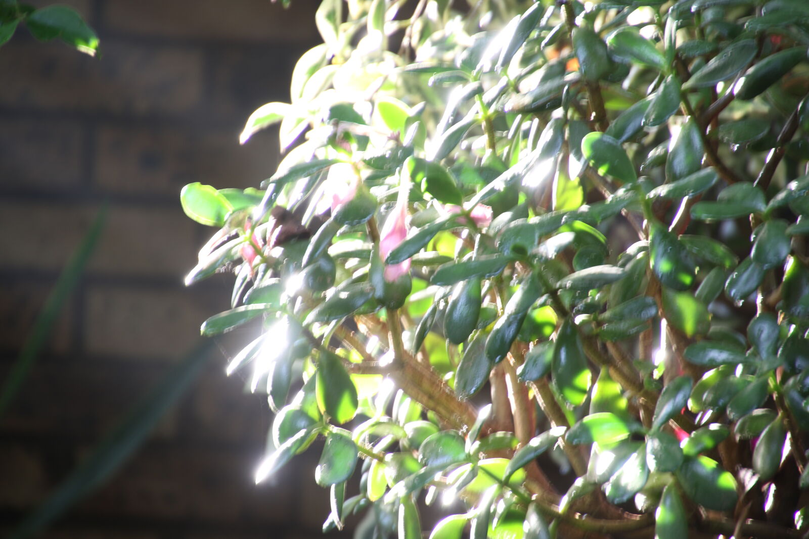 Canon EOS 7D Mark II sample photo. Garden, green, leaves, morning photography