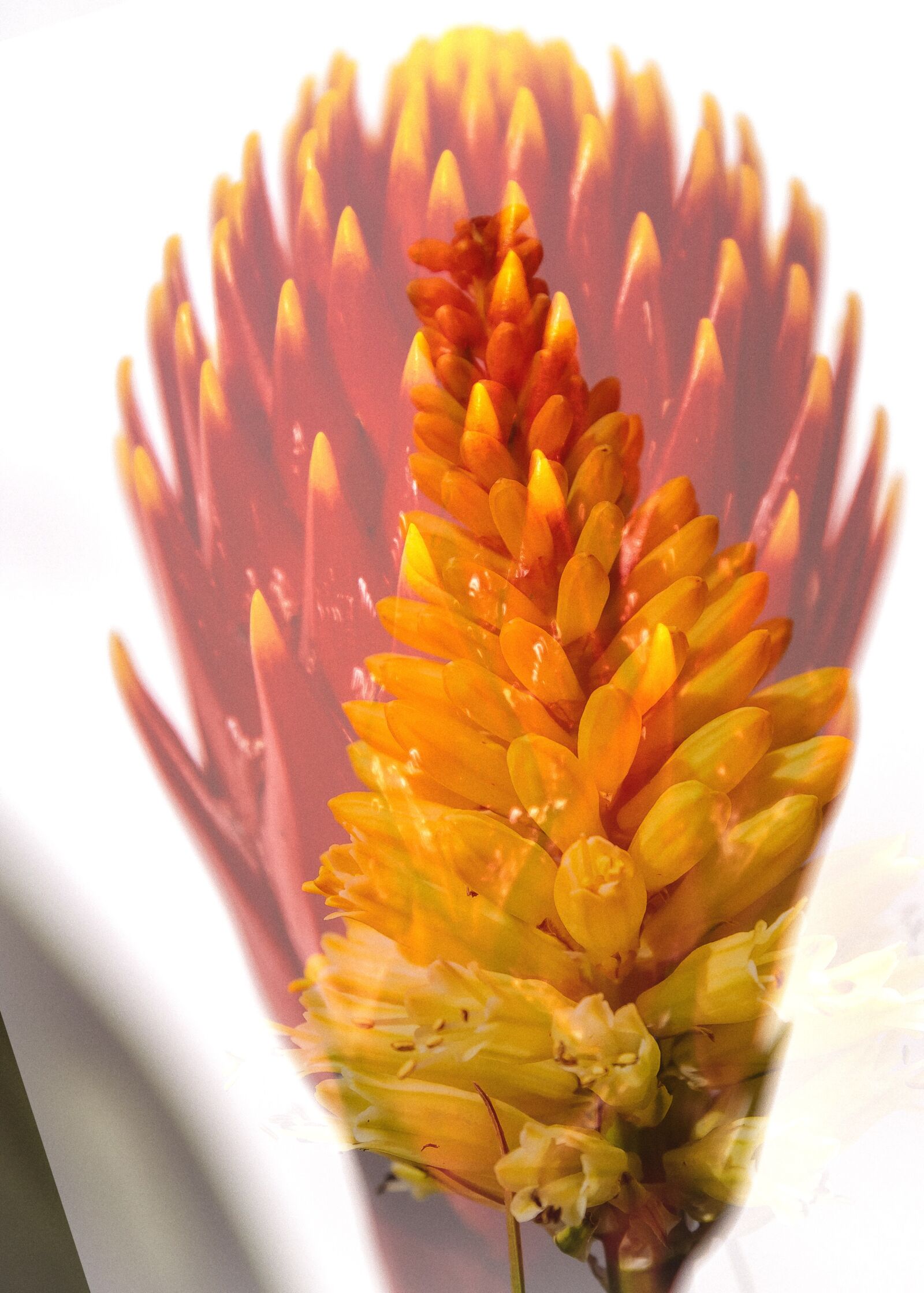 Canon EOS 50D + Canon EF 24-105mm F4L IS USM sample photo. Bromelia, orange, blossom photography
