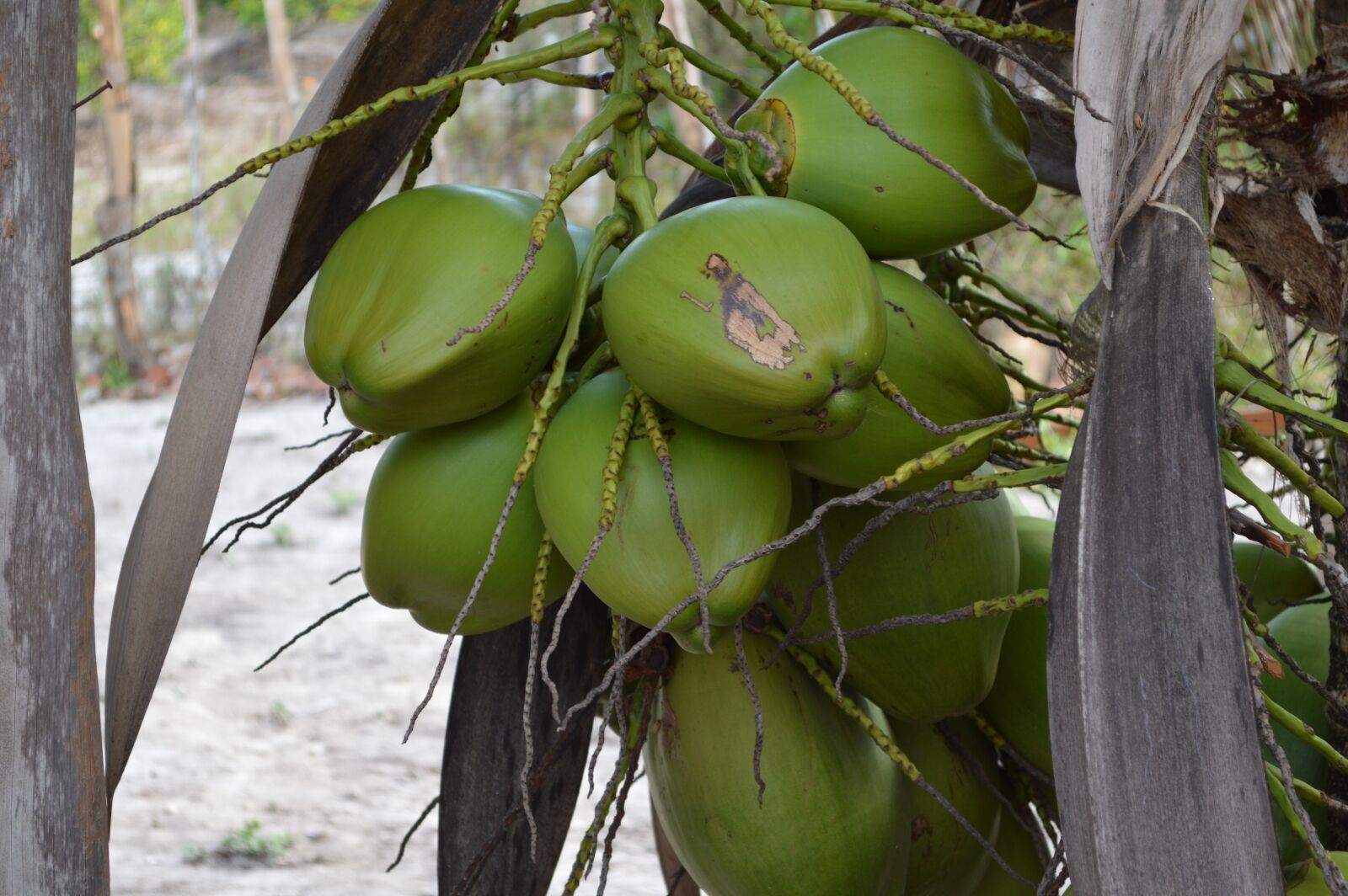 Nikon D3200 sample photo. Coco, fruit, food photography