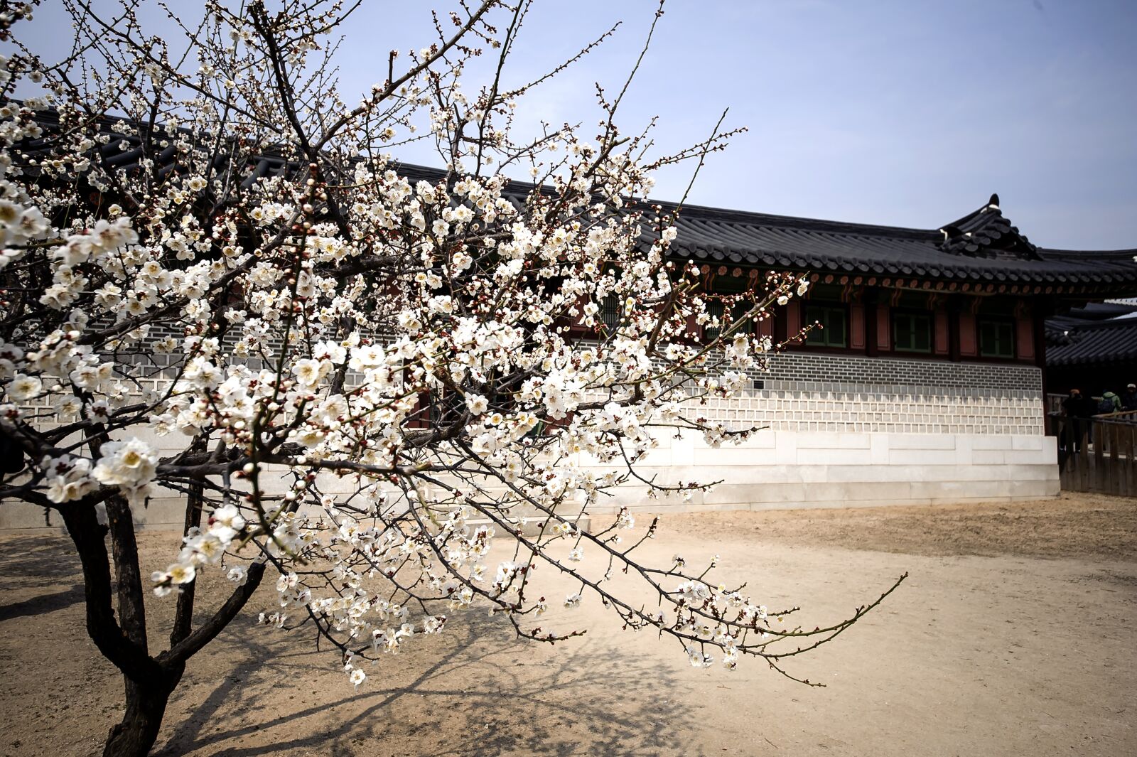Nikon D700 sample photo. Republic of korea, traditional photography