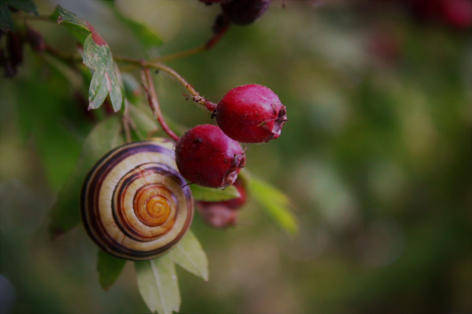 Canon EOS 2000D (EOS Rebel T7 / EOS Kiss X90 / EOS 1500D) sample photo. Snail, mollusk, shell photography