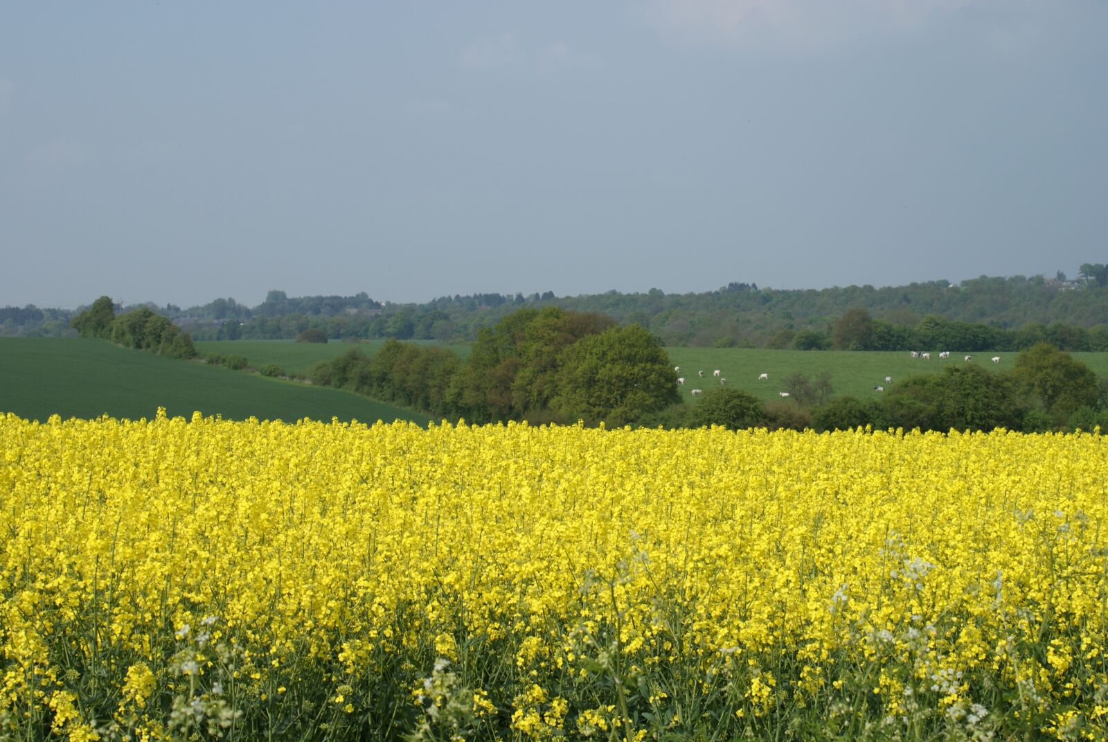 Sony Alpha DSLR-A200 sample photo. Rapeseed, field, fields photography