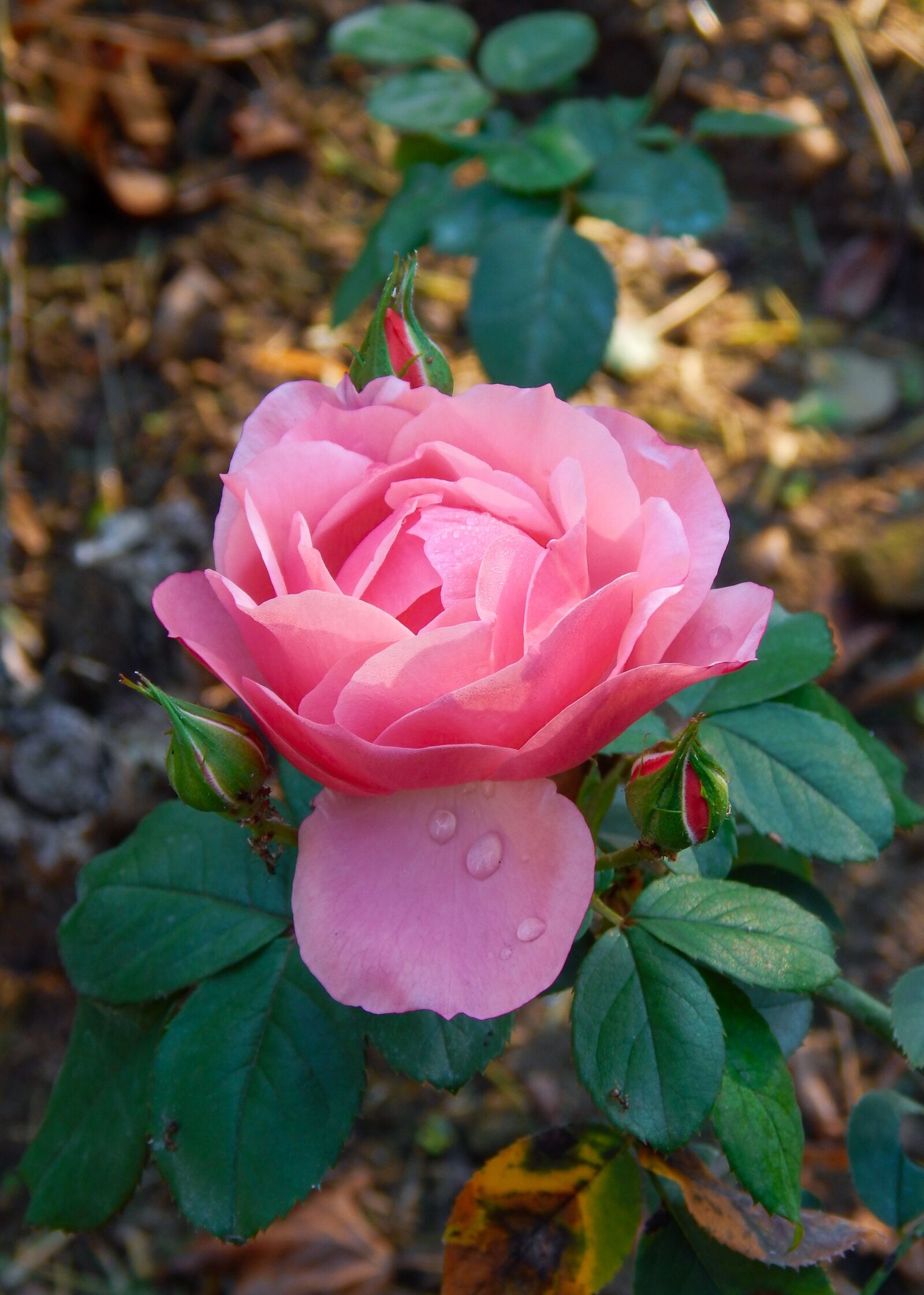 Nikon Coolpix L820 sample photo. Rose, flowers, pink photography