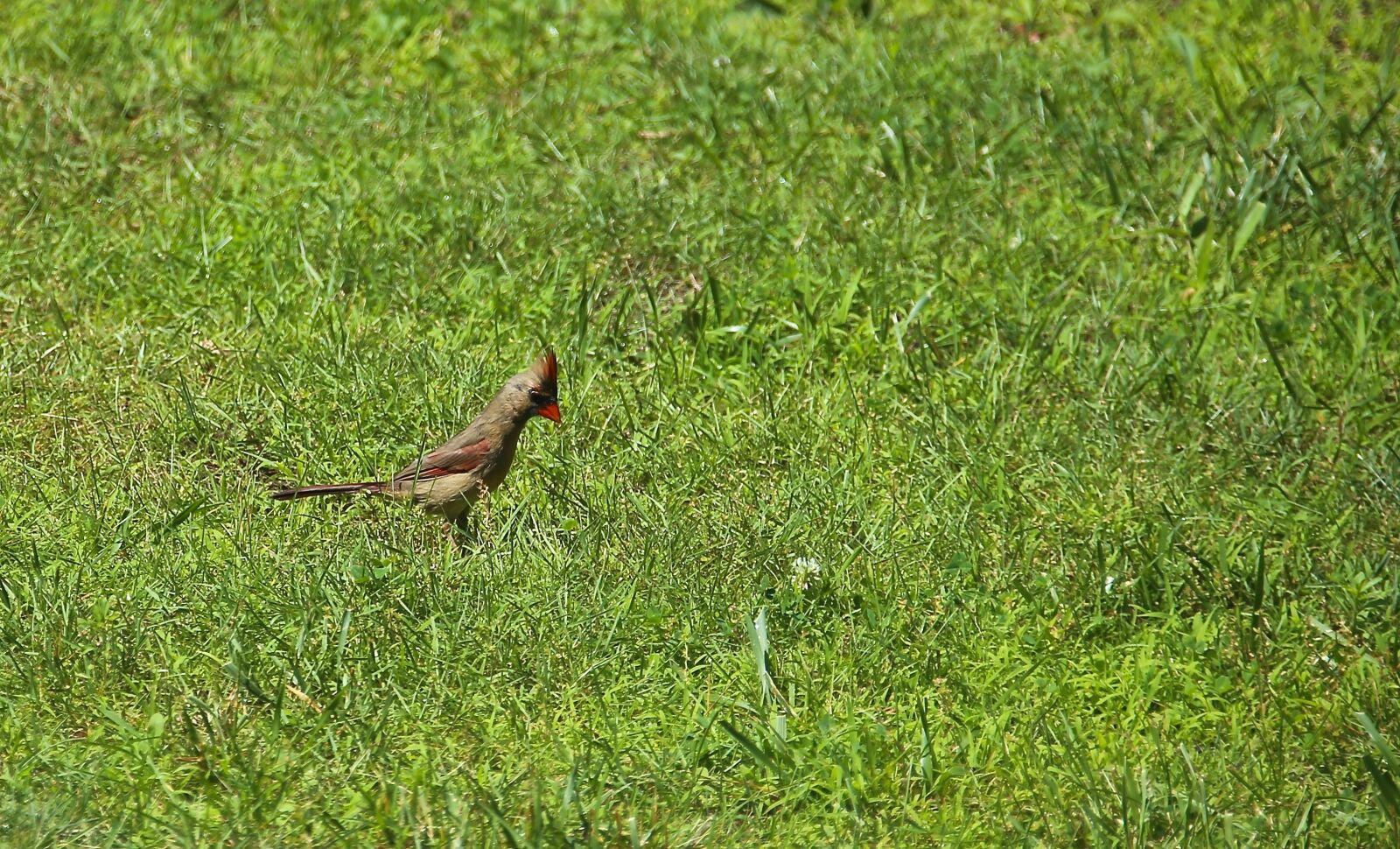 Canon EF 28-300mm F3.5-5.6L IS USM sample photo. Birds, grass, alone photography