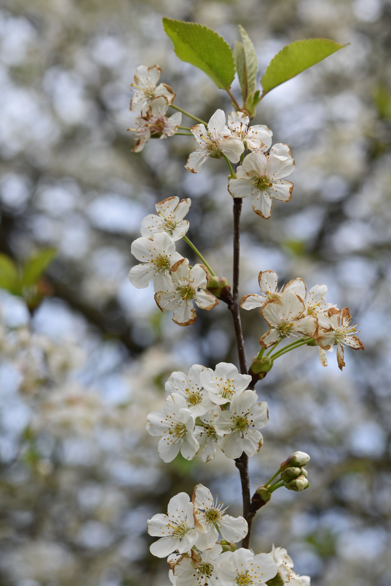 Nikon D5600 sample photo. Shrub flower, small white photography