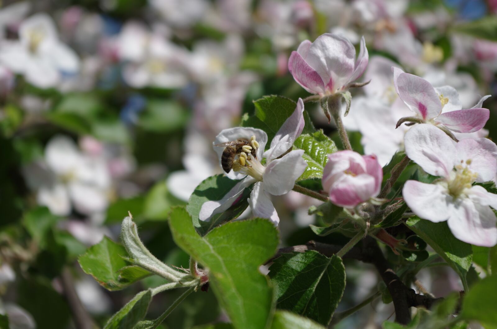 Pentax K-50 sample photo. Spring, blooming tree, nature photography