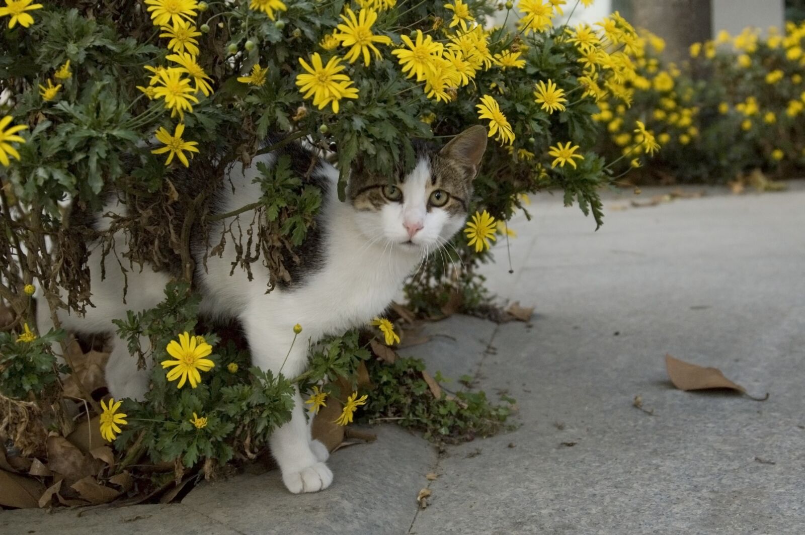 Nikon D70 sample photo. Cat, street, cute photography