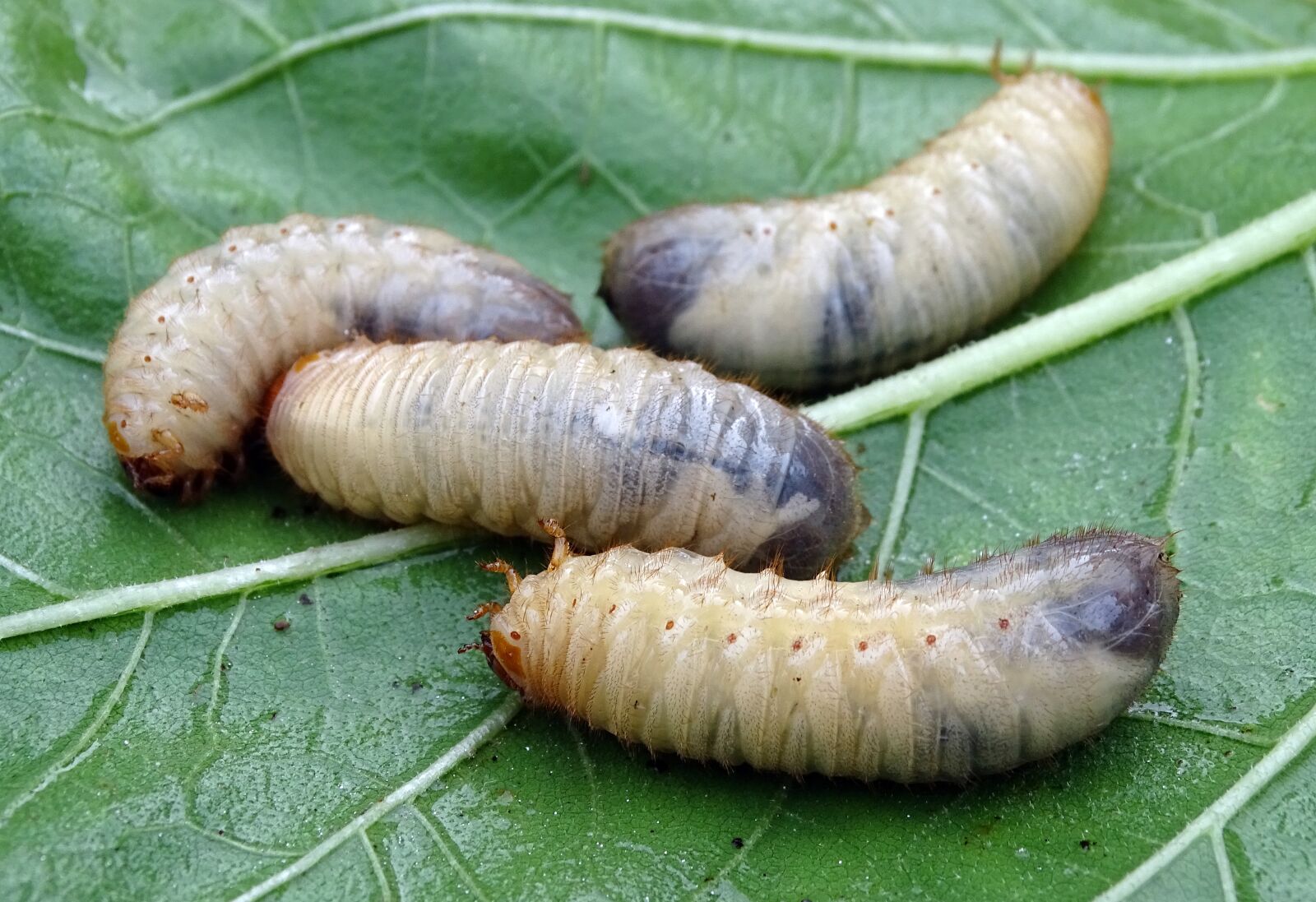 Sony Cyber-shot DSC-HX400V sample photo. White grubs, larvae, beetle photography