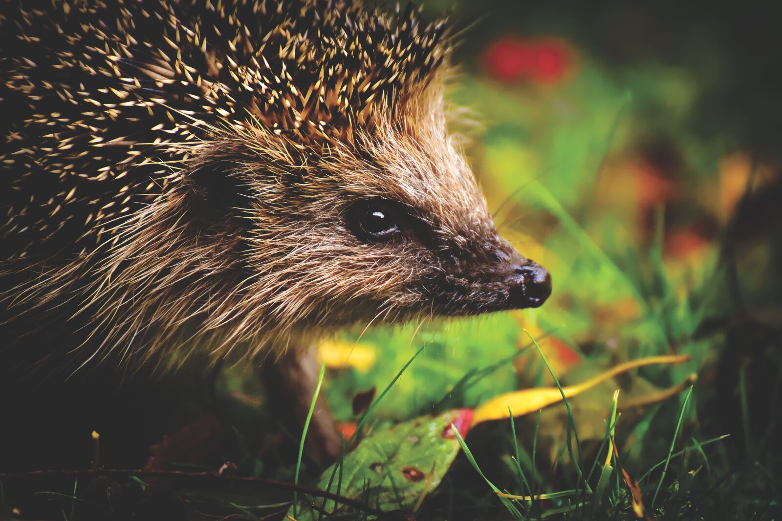 Nikon D7200 sample photo. Hedgehog child, hedgehog, young photography
