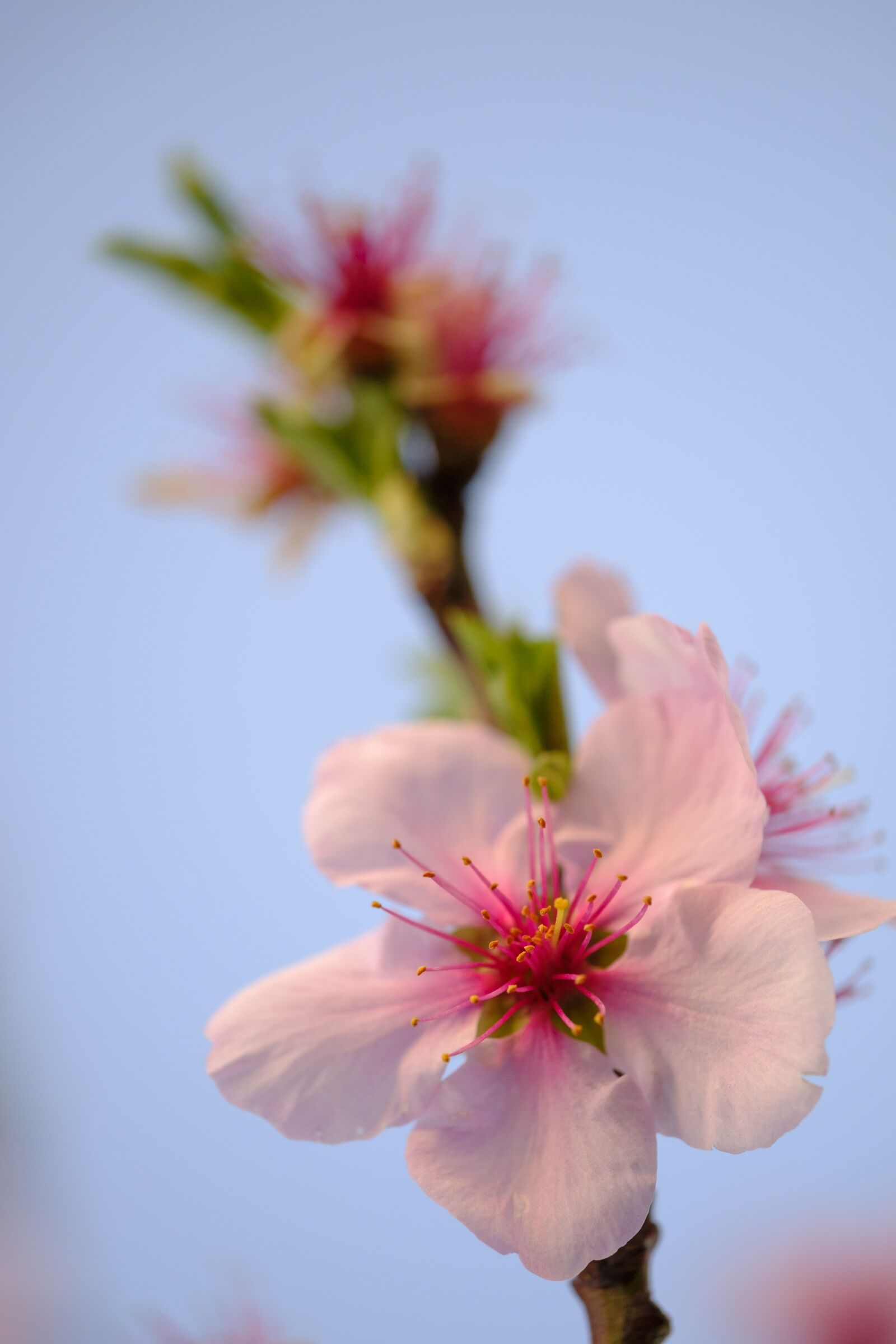 Fujifilm X-T2 + Fujifilm XF 80mm F2.8 R LM OIS WR Macro sample photo. Flower, blossom, bloom photography