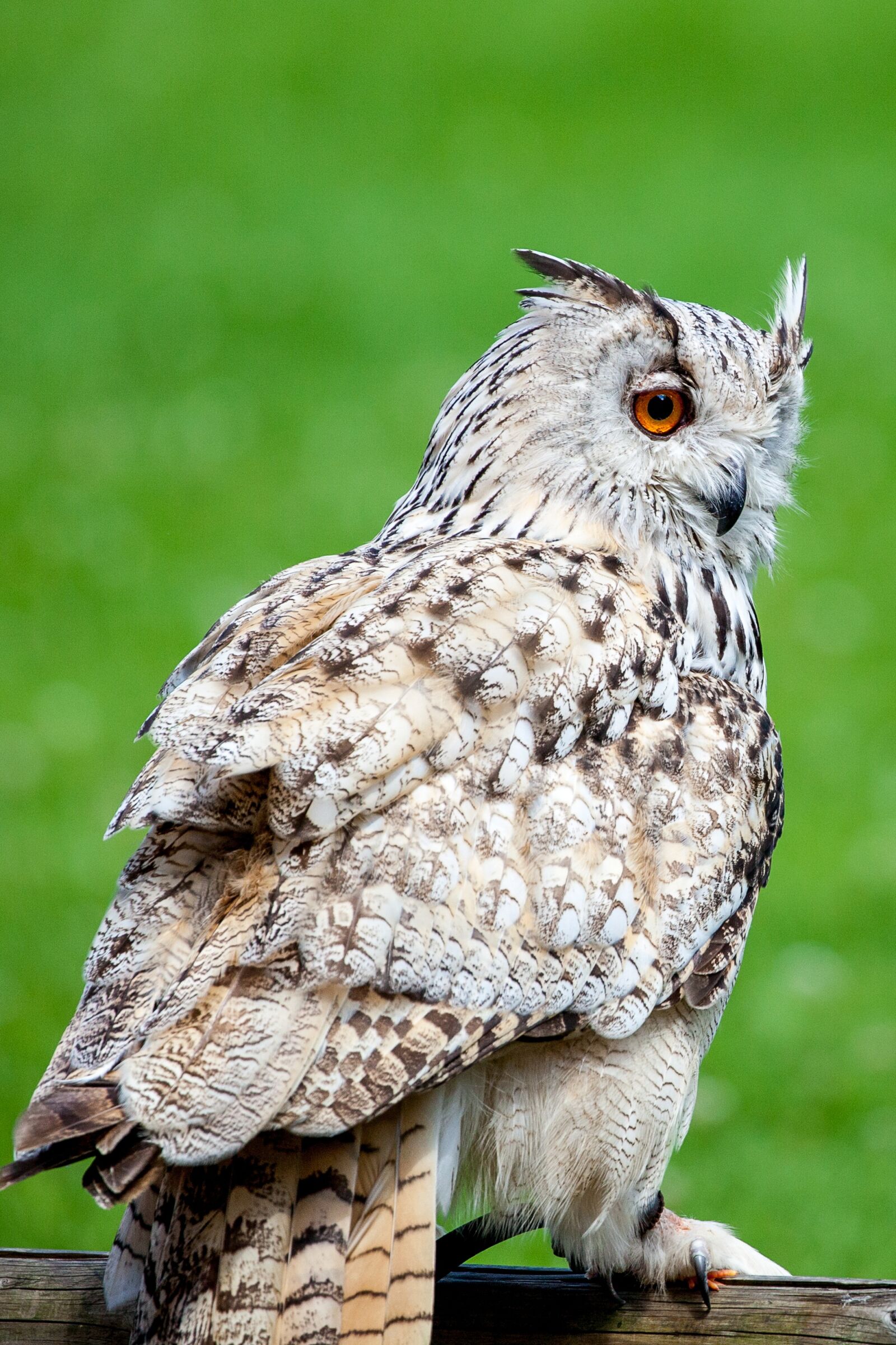Canon EOS 5D Mark II sample photo. Owl, eagle owl, bird photography
